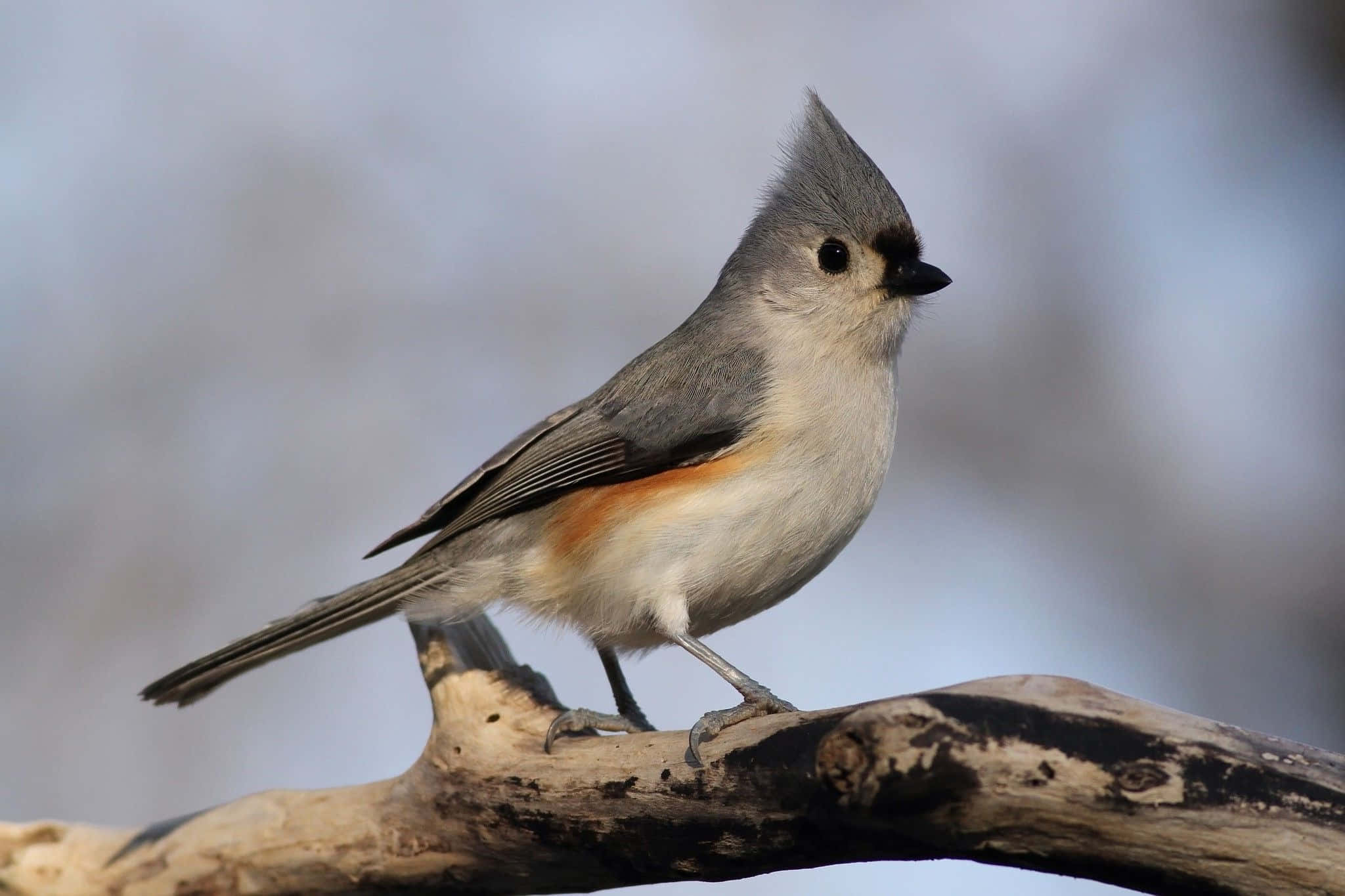 Titmouse, perched on branch, weathered branch, Full HD Desktop Wallpaper