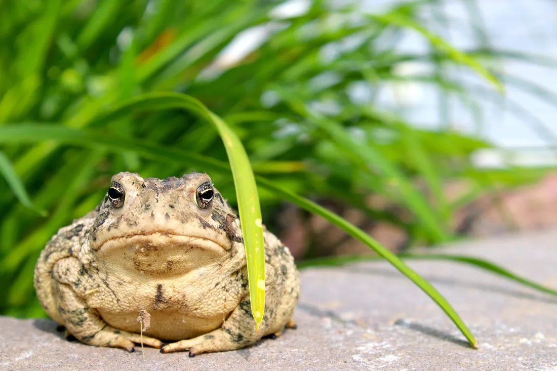Toad