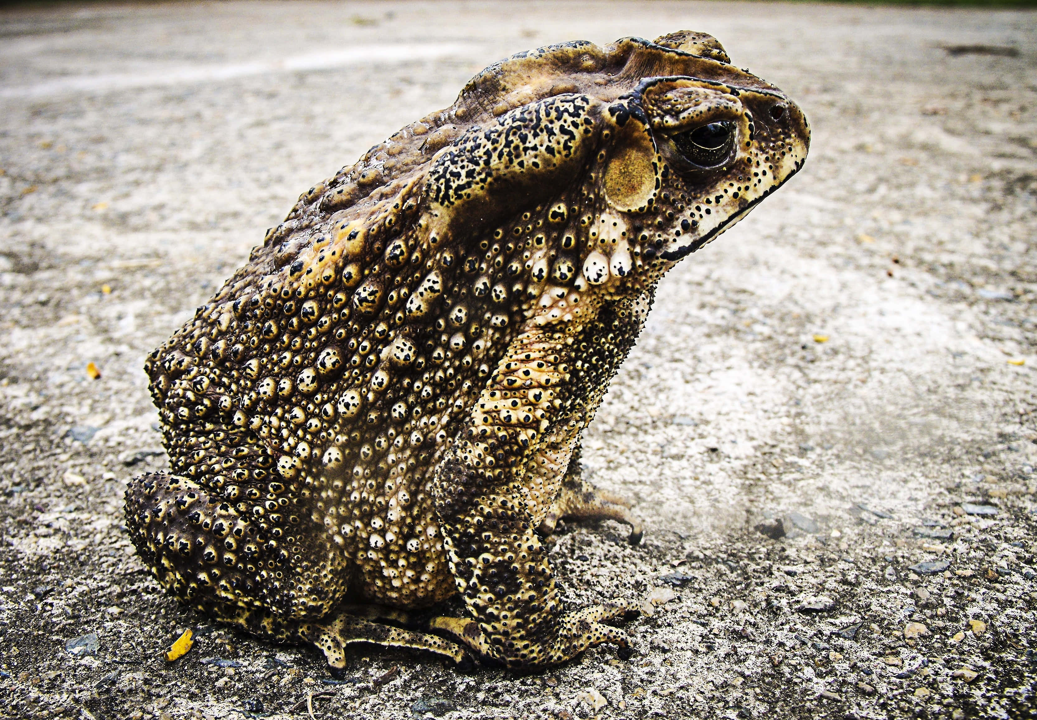 toad, bumpy brown, black spots, 2K Desktop Wallpaper