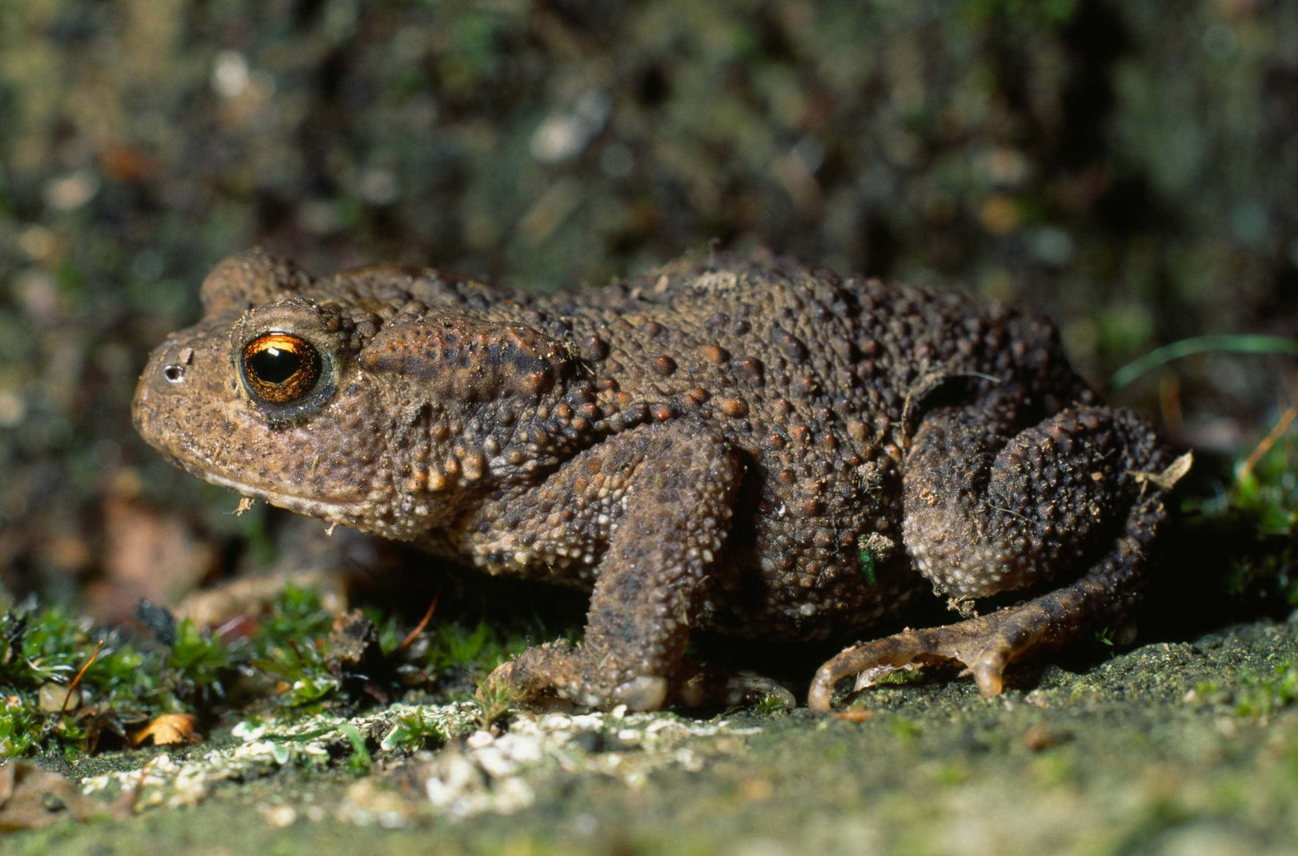 Common True Toad, textured brown, golden eyes, 2K Desktop Wallpaper