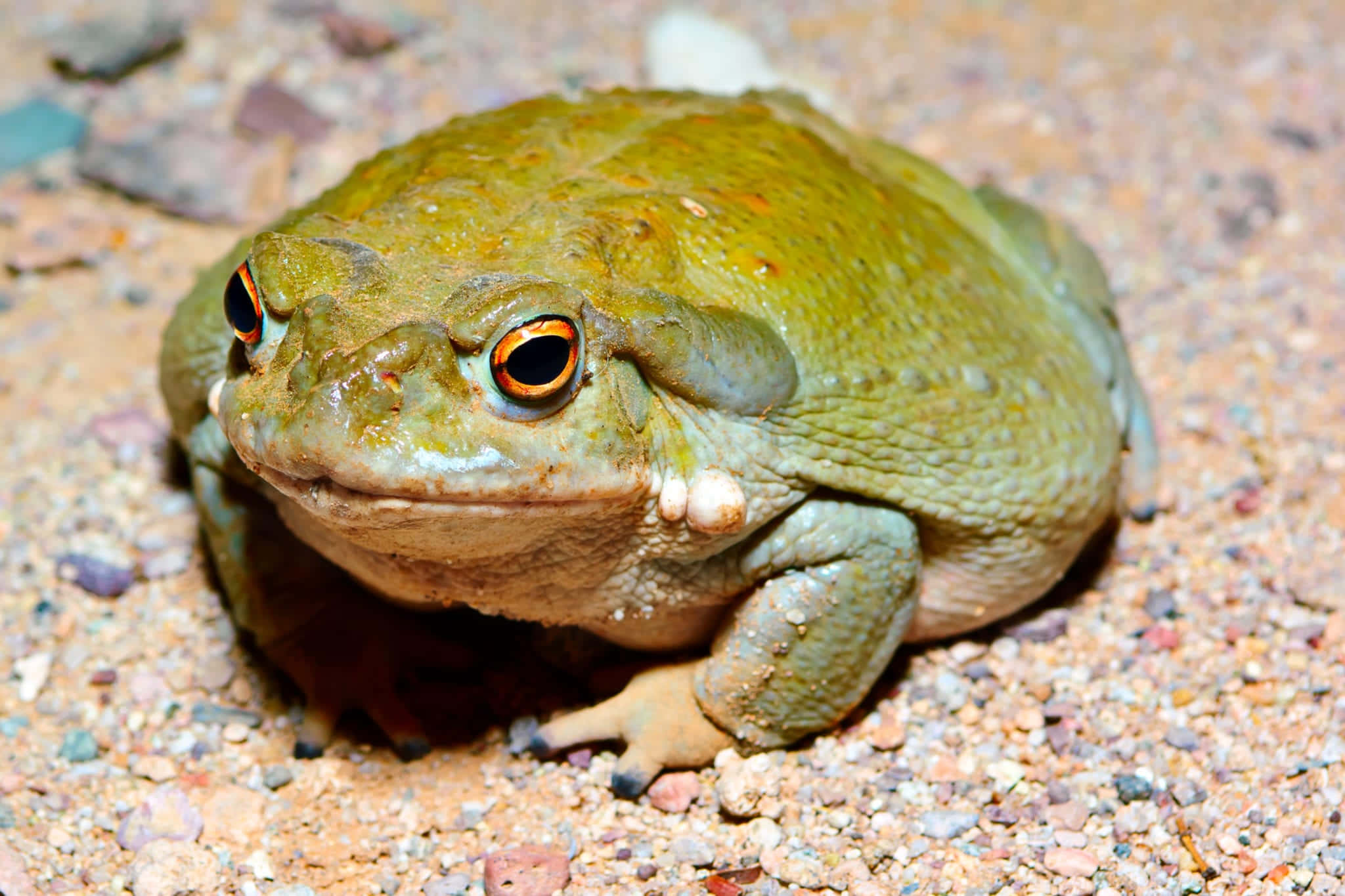 Colorful Eyed Toadon, green toad, orange eyes, Full HD Desktop Wallpaper