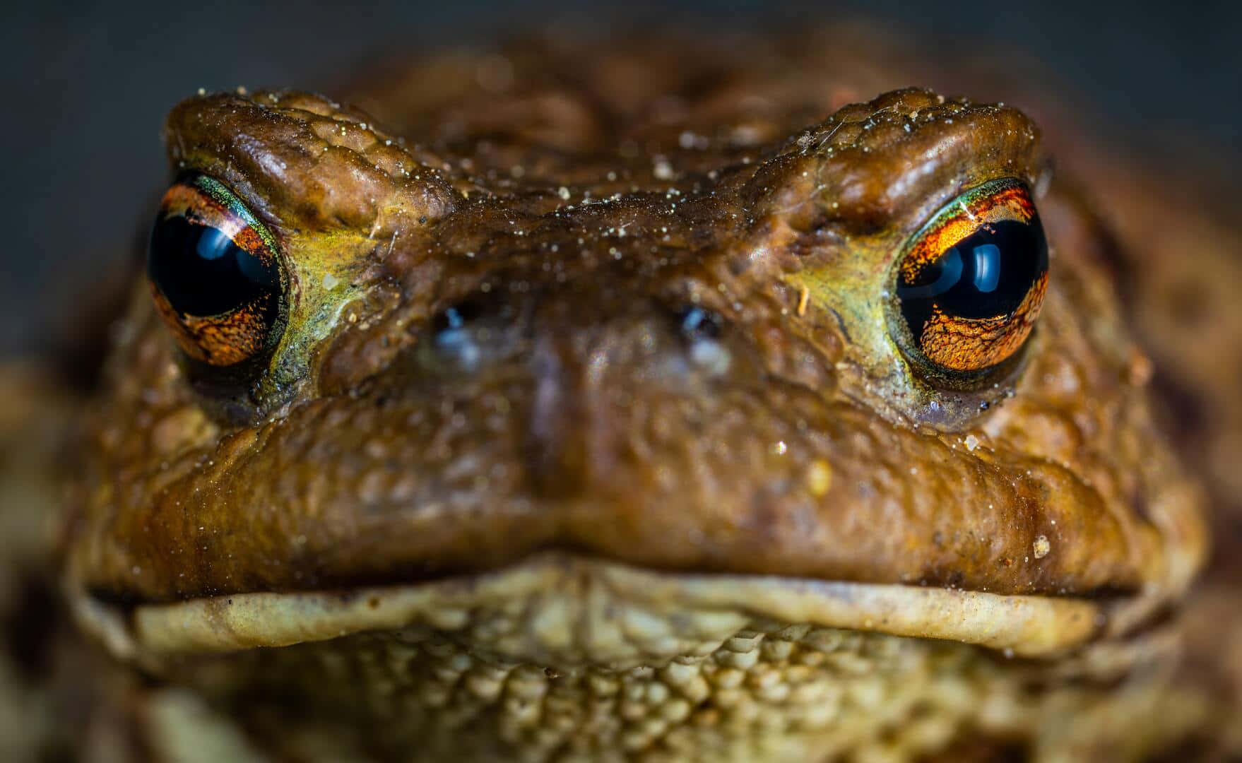 toad, brown skin, orange-rimmed eyes, HD Desktop Wallpaper