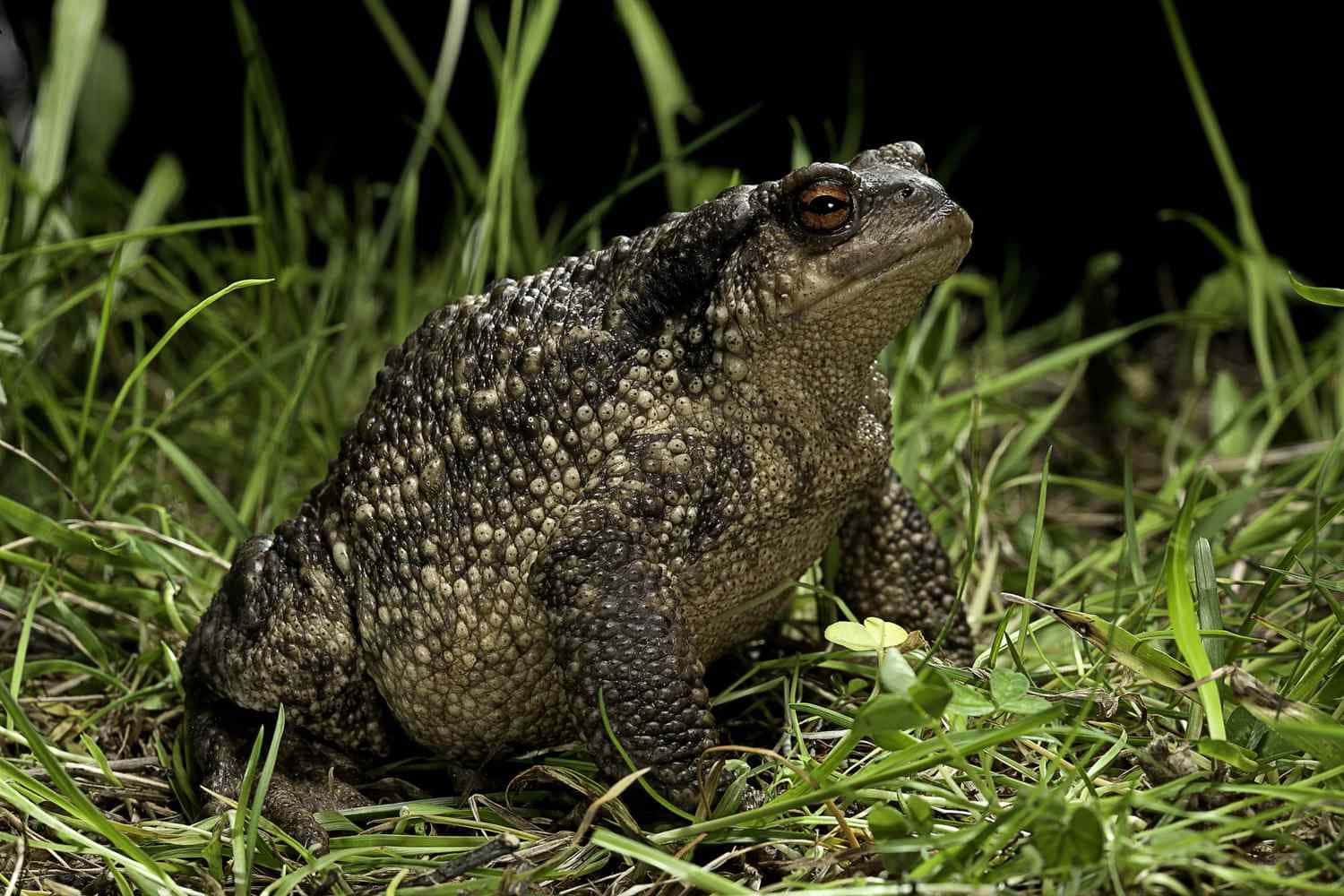 Common True Toadin Grass, toad, bumpy skin, HD Desktop Wallpaper