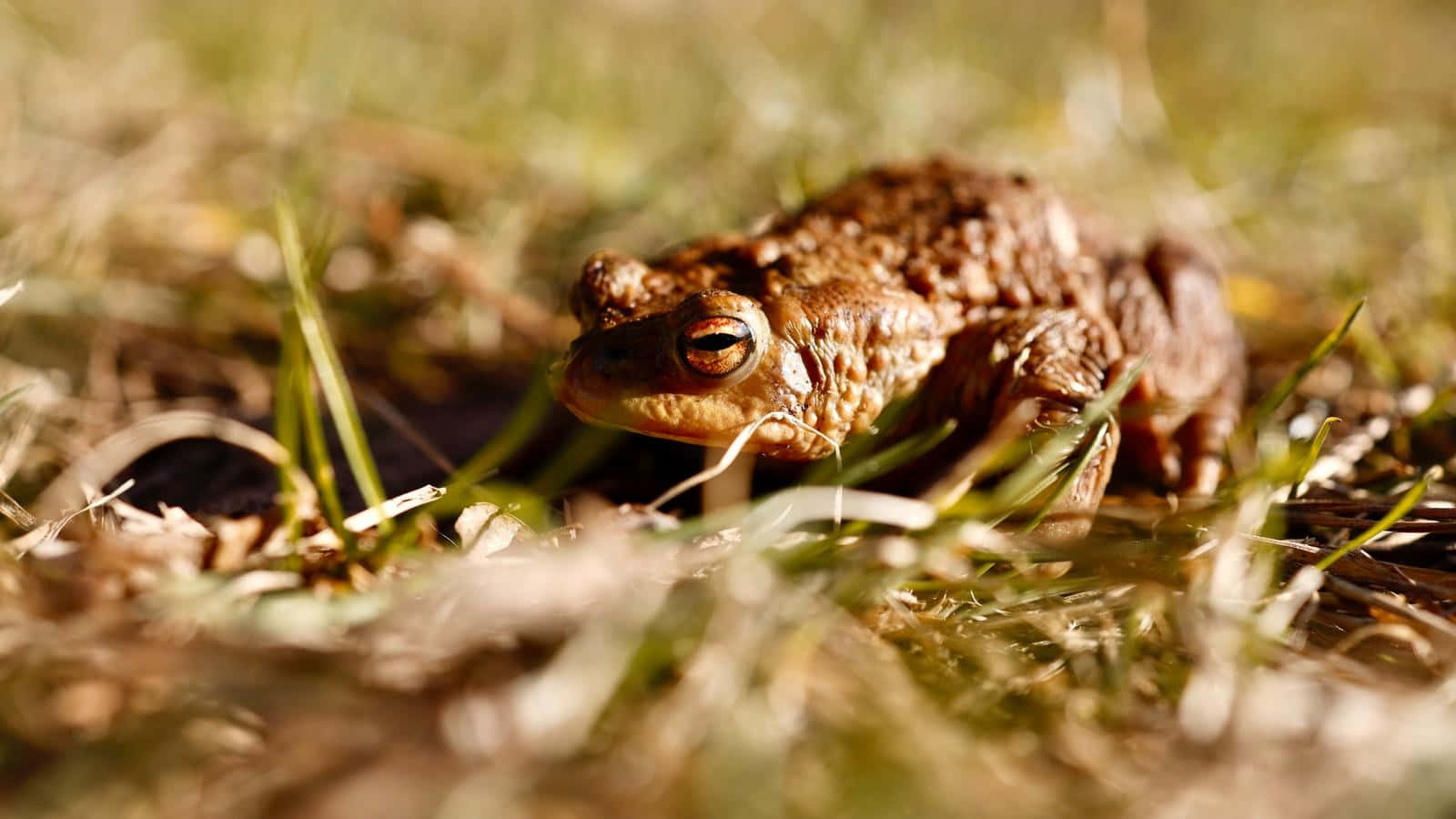 Common Toadin Grass, brown toad, textured skin, HD Desktop Wallpaper