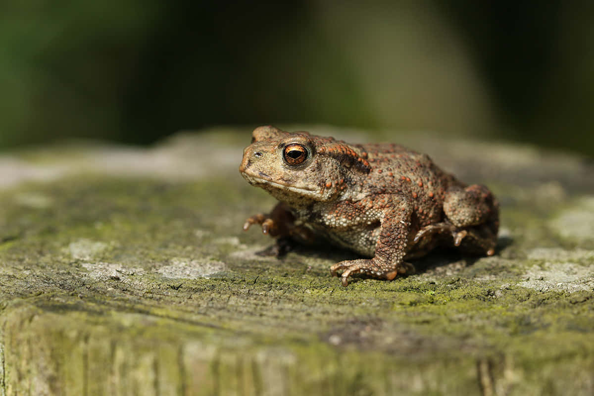 Common Toad, old wood, mossy tree stump, SD Desktop Wallpaper