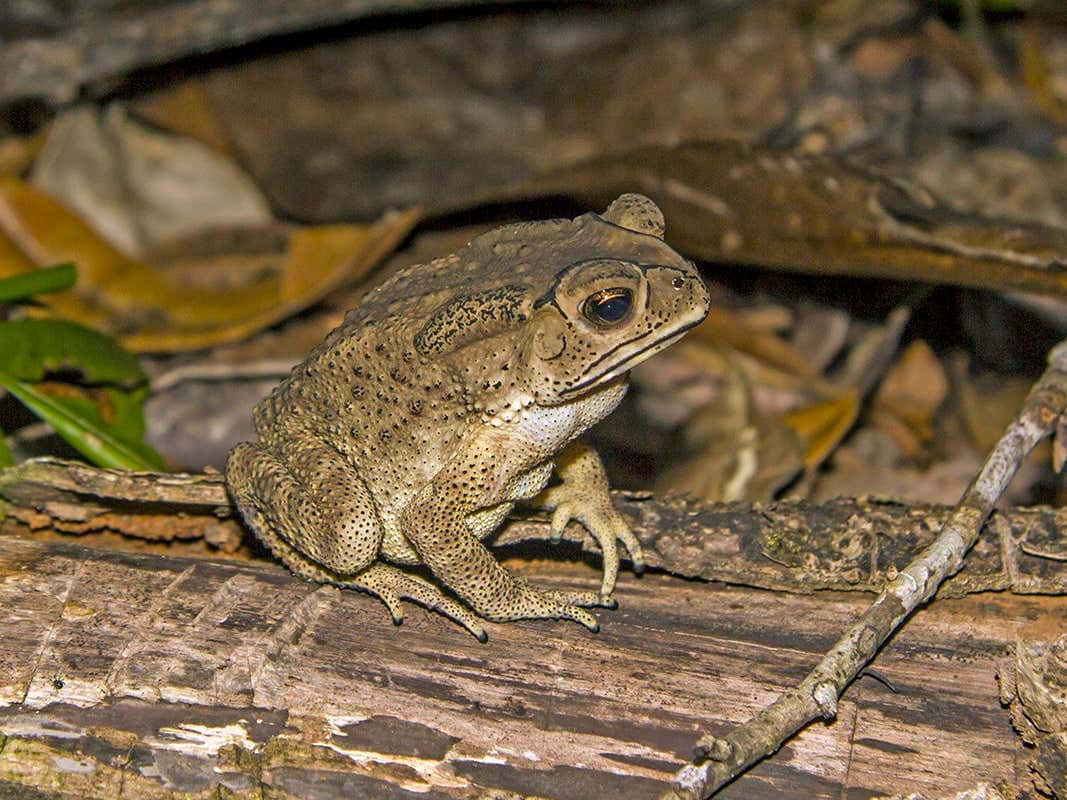 toad, weathered log, fallen leaves, SD Desktop Wallpaper