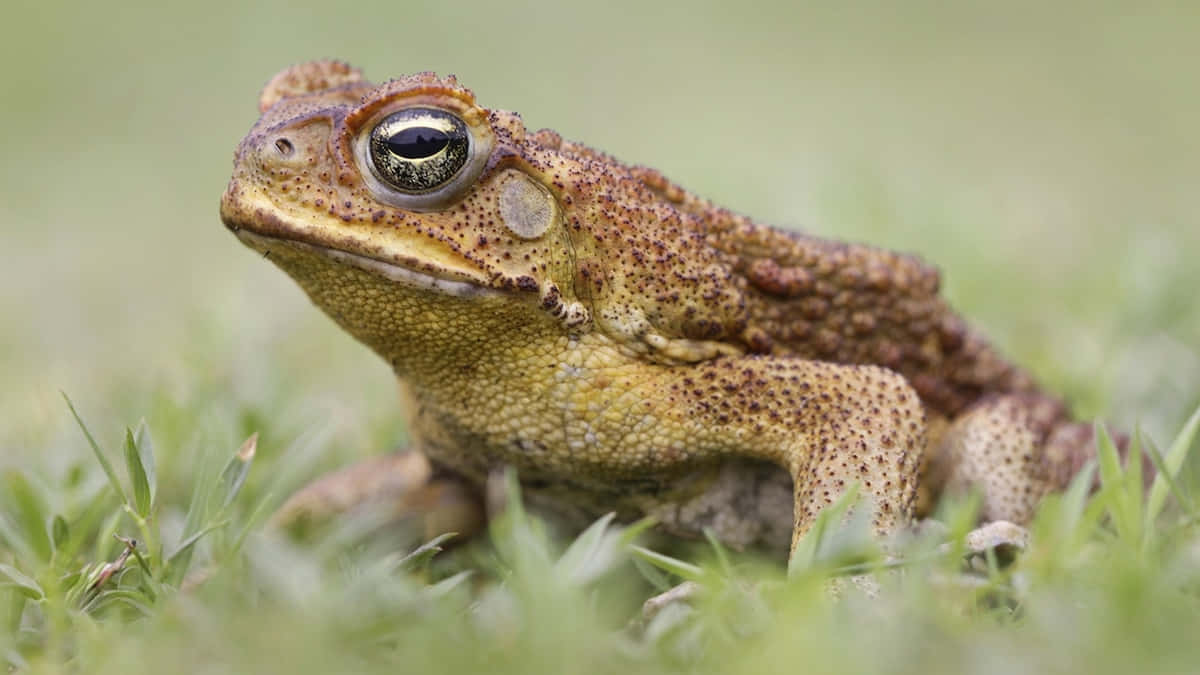 toad, brown and yellow, textured skin, SD Desktop Wallpaper