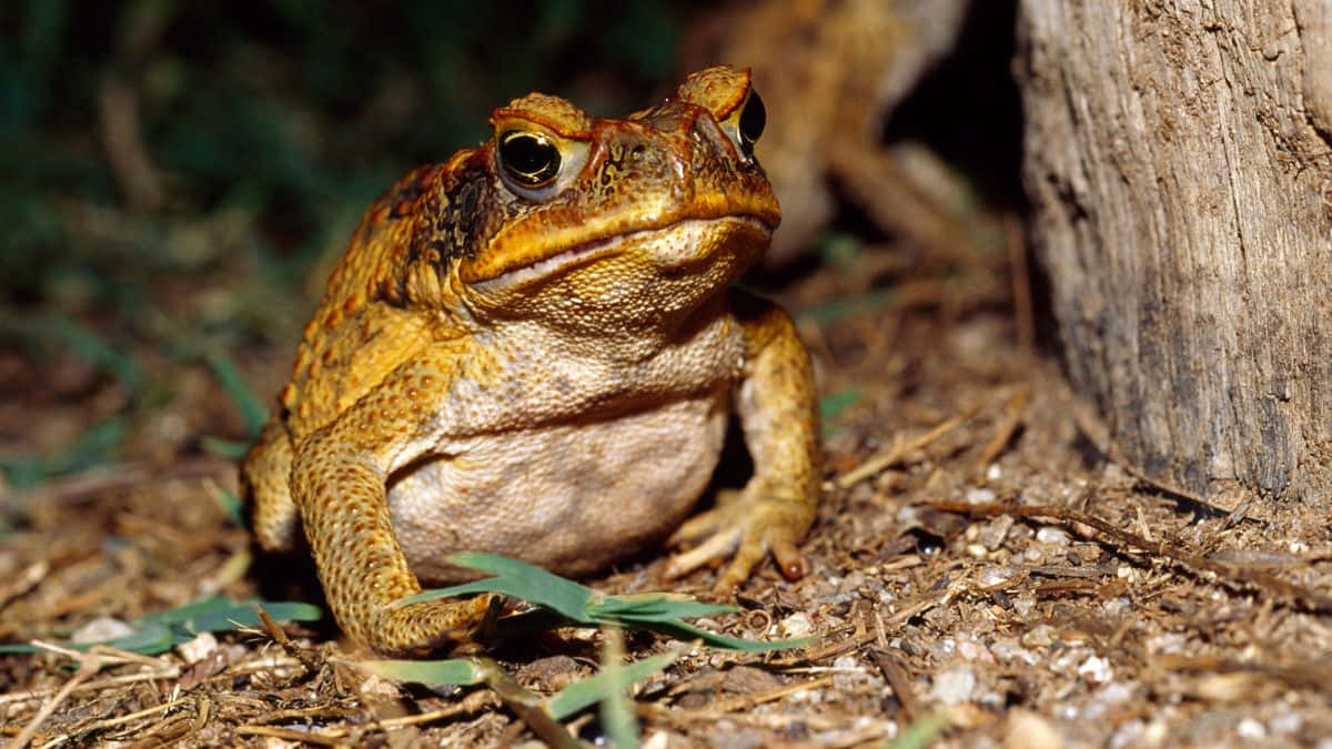 golden brown toad, tree stump, warty skin, SD Desktop Wallpaper