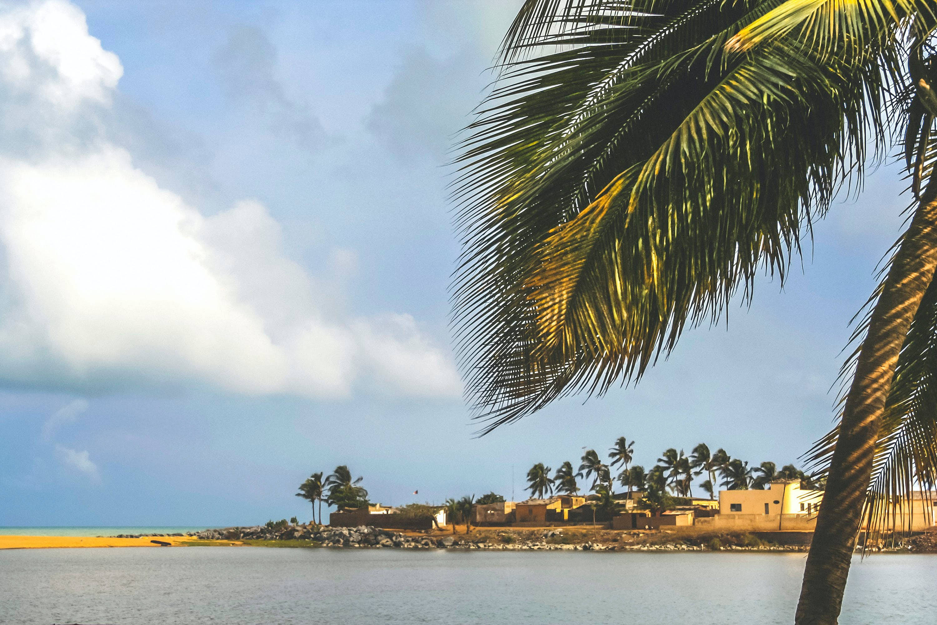 Beach Togo, coconut tree, palm trees, 2K Desktop Wallpaper