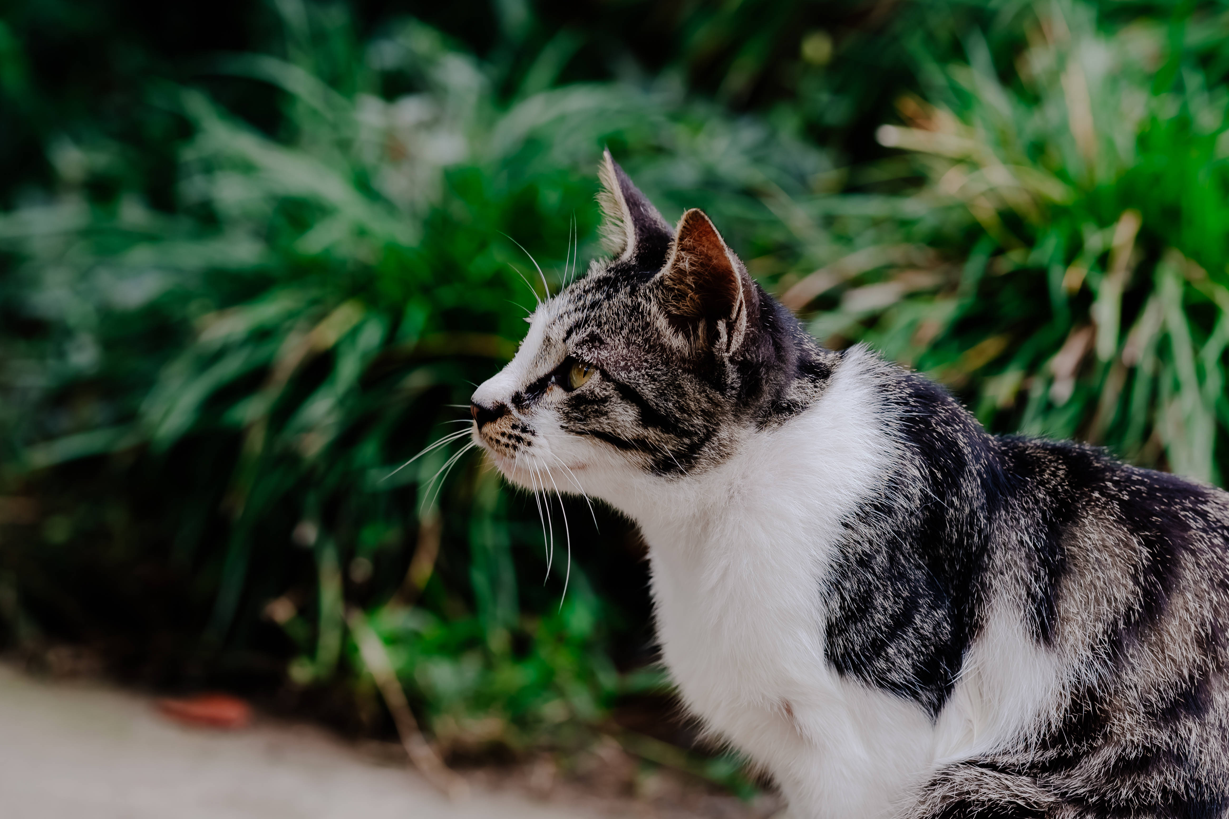 Tom, Jerry, tabby and white cat, 4K Desktop Wallpaper