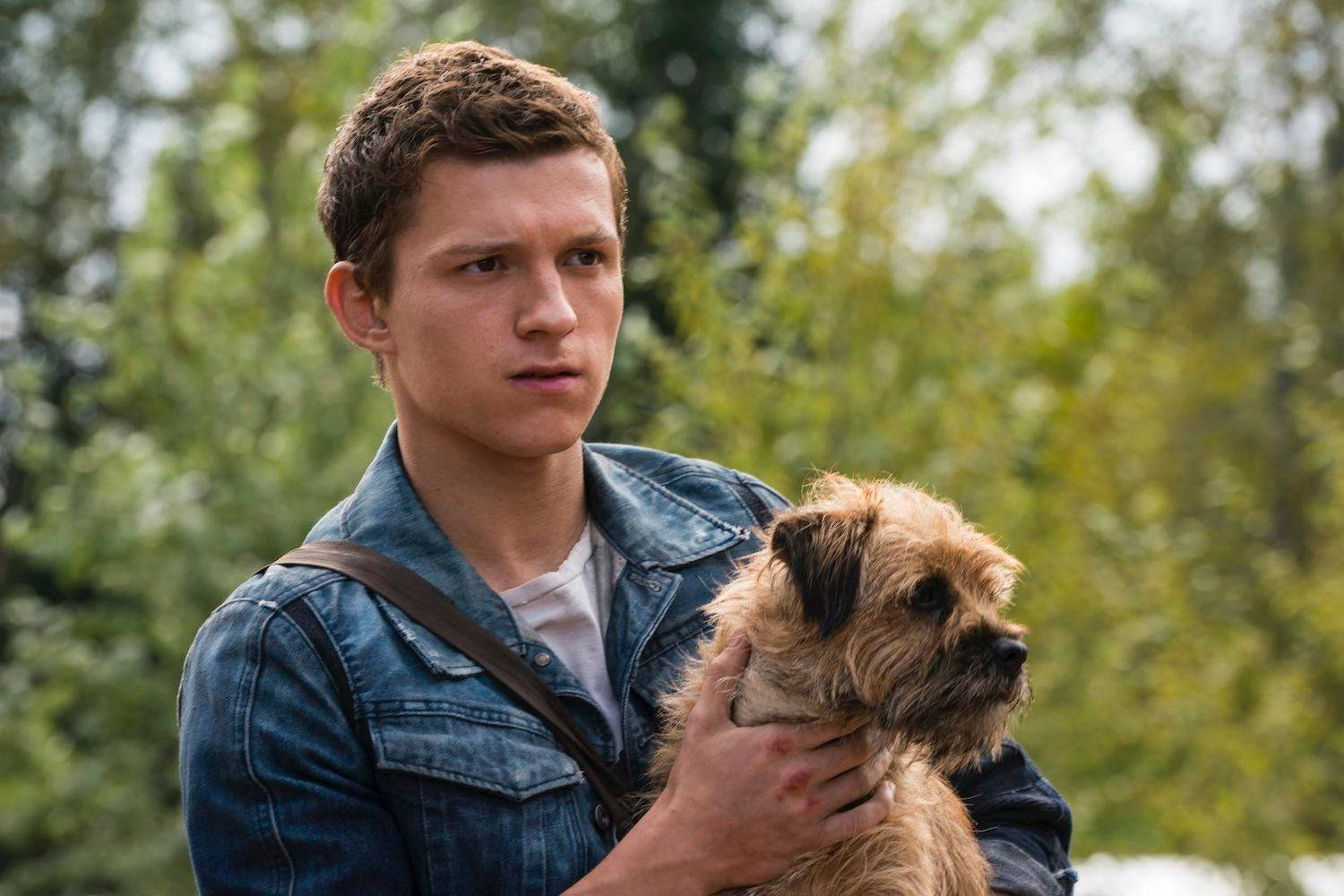 Tom Holland, denim jacket, scruffy terrier dog, HD Desktop Wallpaper