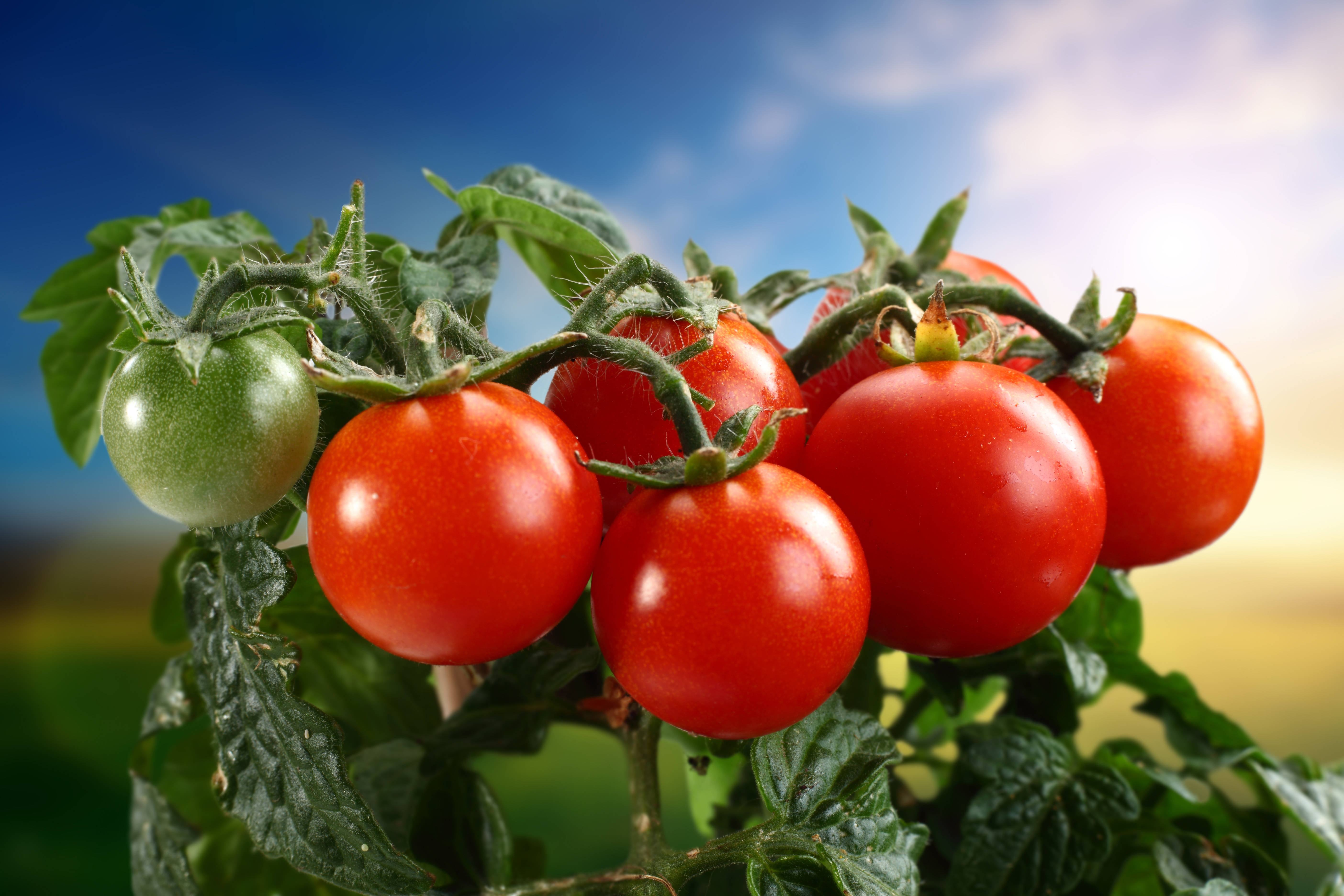 fresh tomato fruits, farm, ripe red tomatoes, 5K Desktop Wallpaper