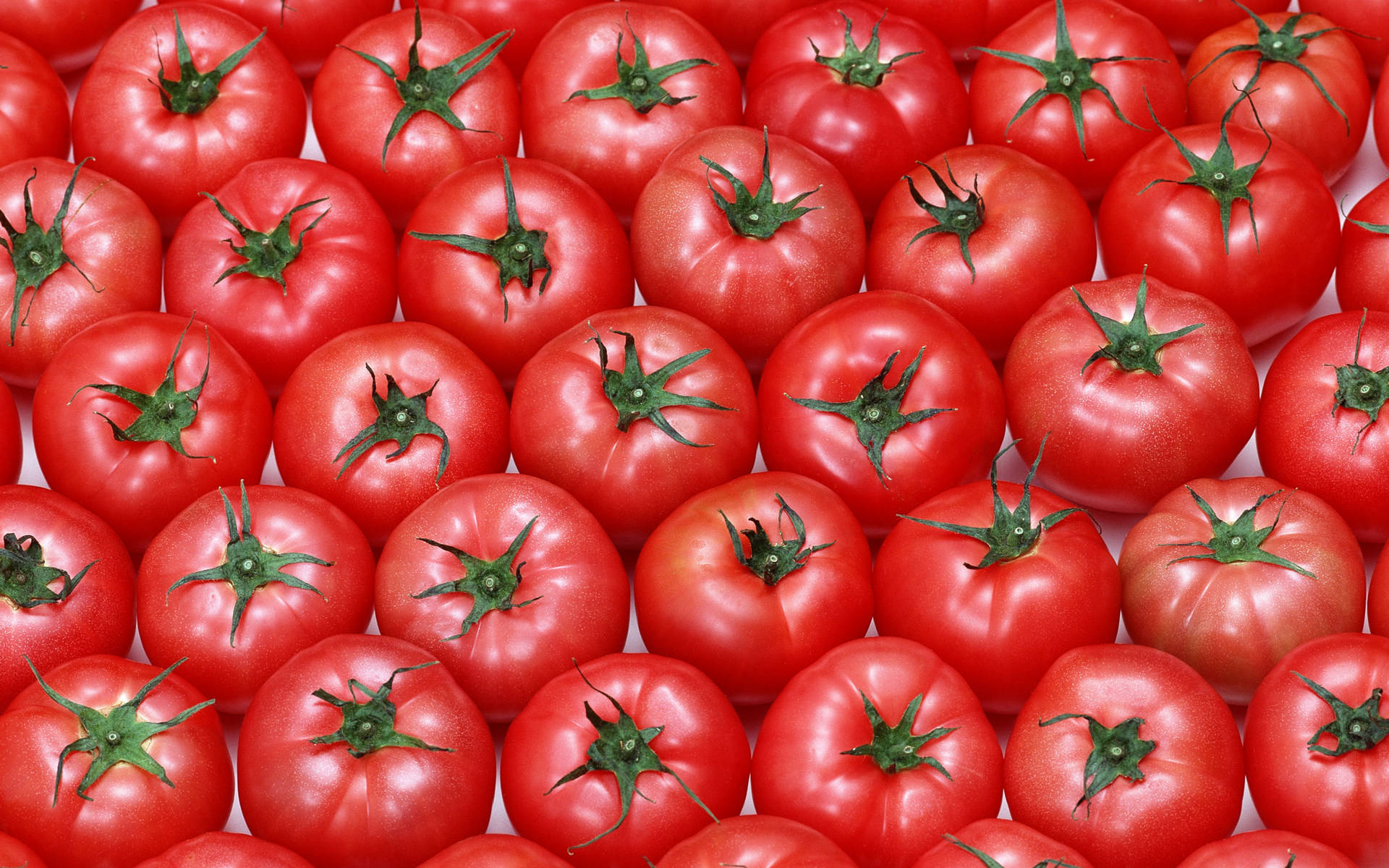 medium sized tomato fruits, perfectly ripe red tomatoes, green stems, Full HD Desktop Wallpaper