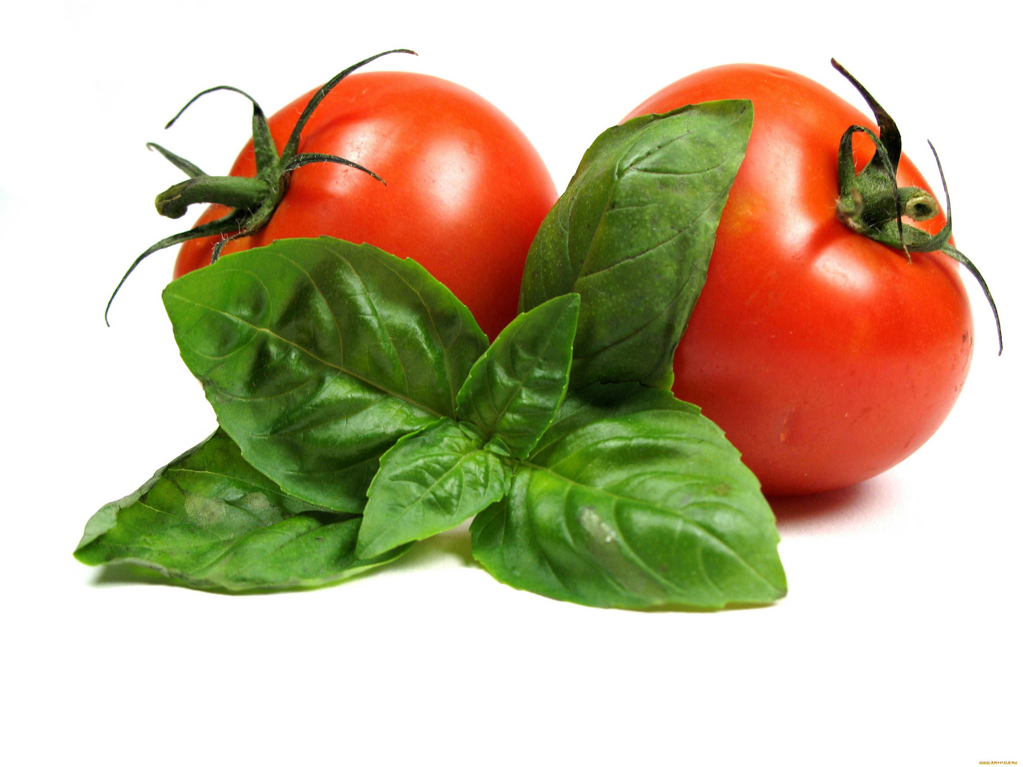 tomato, basil leaves, red tomatoes, 2K Desktop Wallpaper
