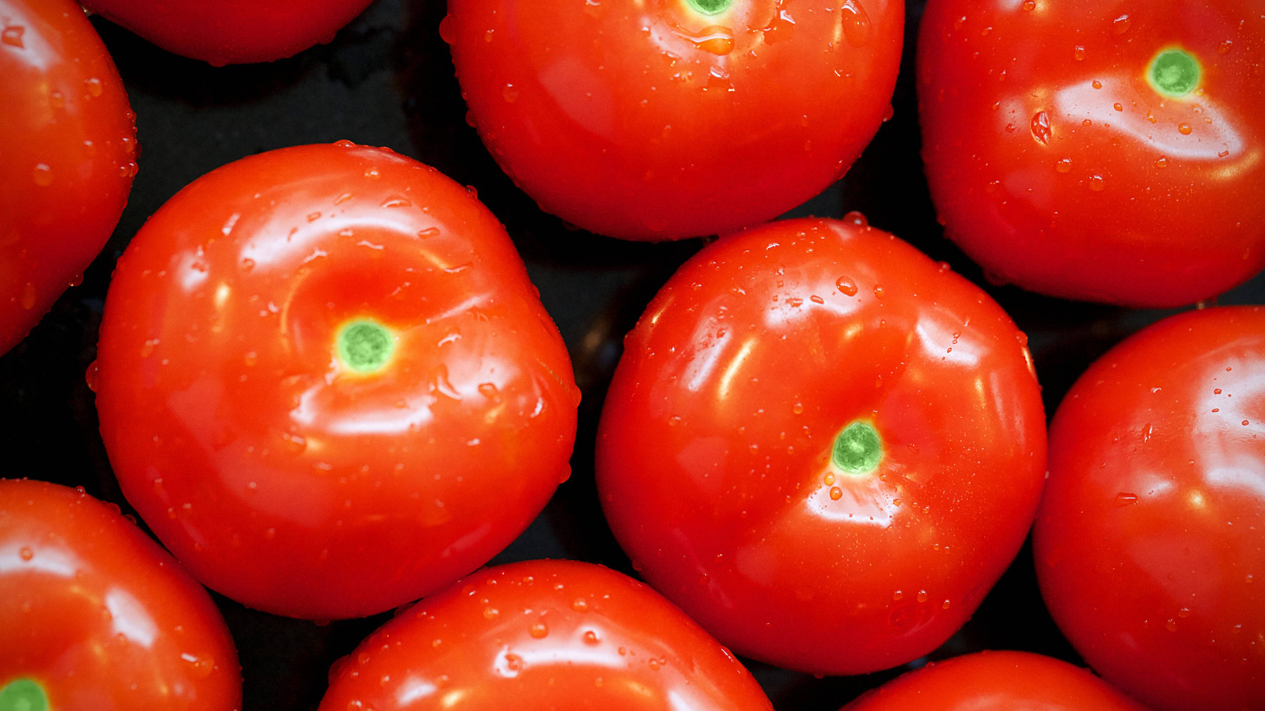 minimalist, fresh tomato fruits, juicy red tomatoes, 2K Desktop Wallpaper