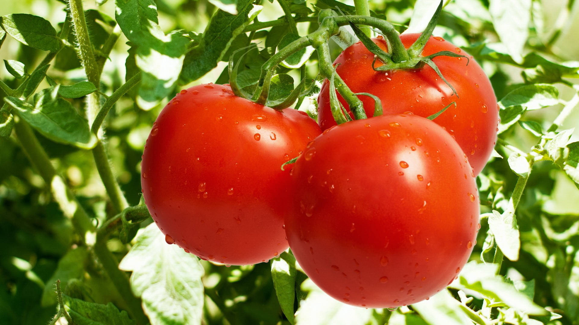 tomato fruits, tree, ripe red tomatoes, Full HD Desktop Wallpaper