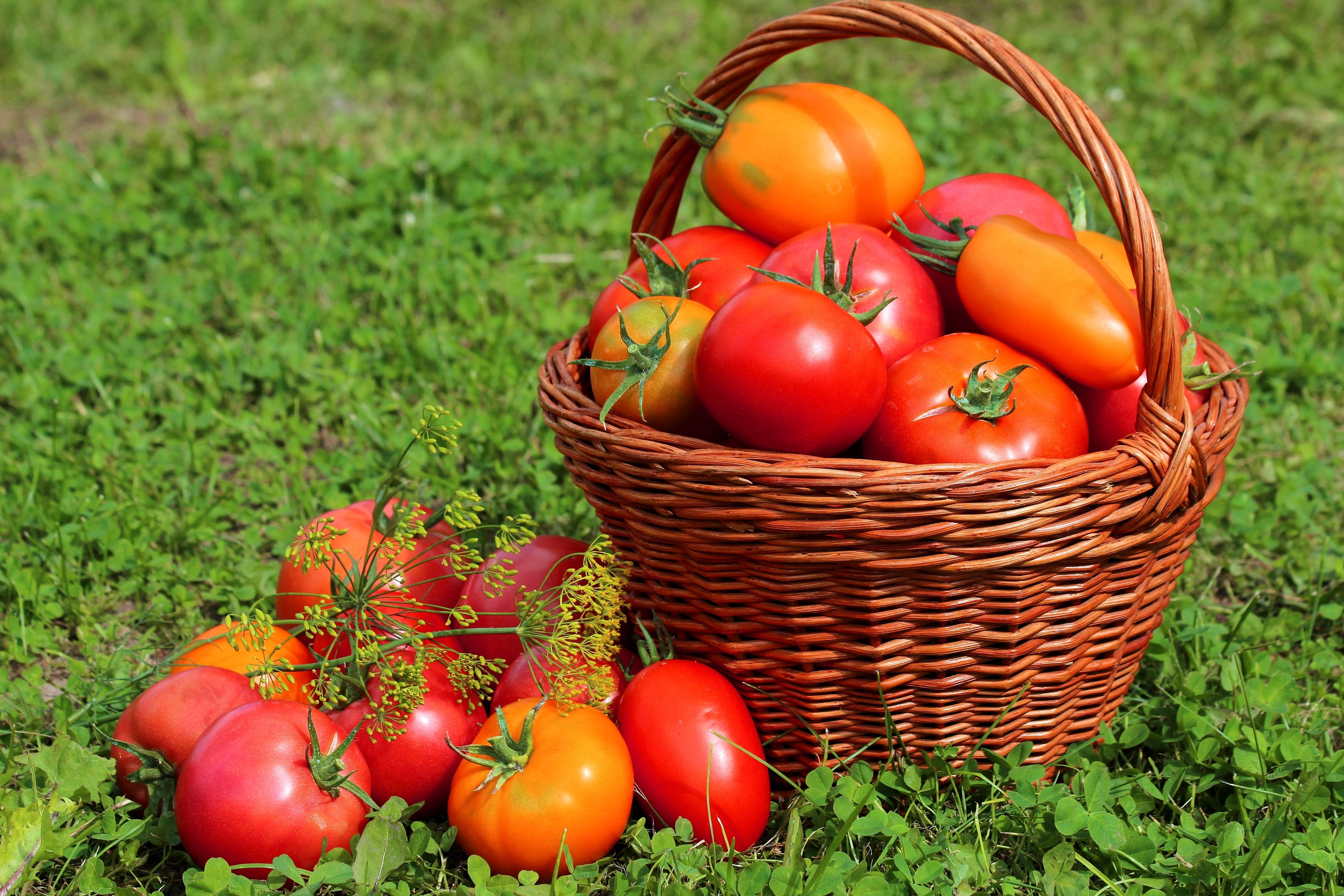 wicker basket, ripe red tomatoes, orange tomatoes, 2K Desktop Wallpaper