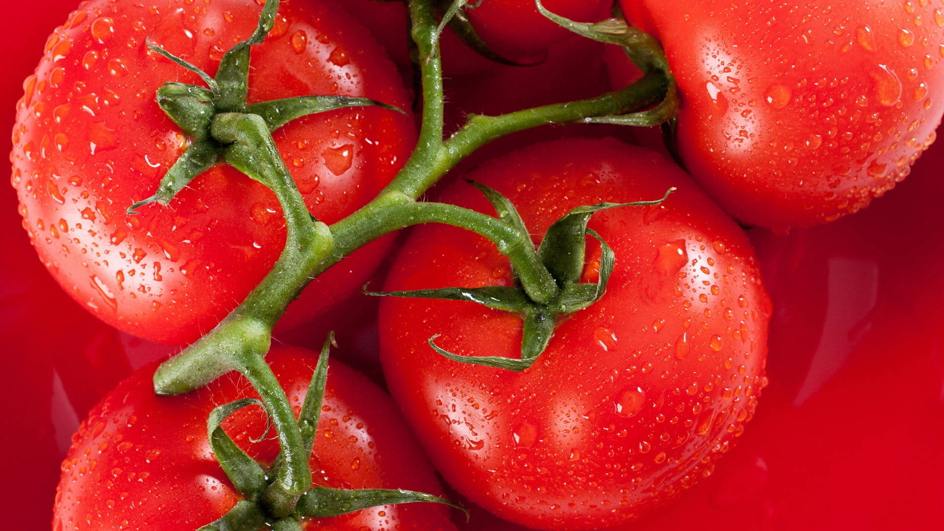 Tomato, red tomatoes, green vine, Full HD Desktop Wallpaper