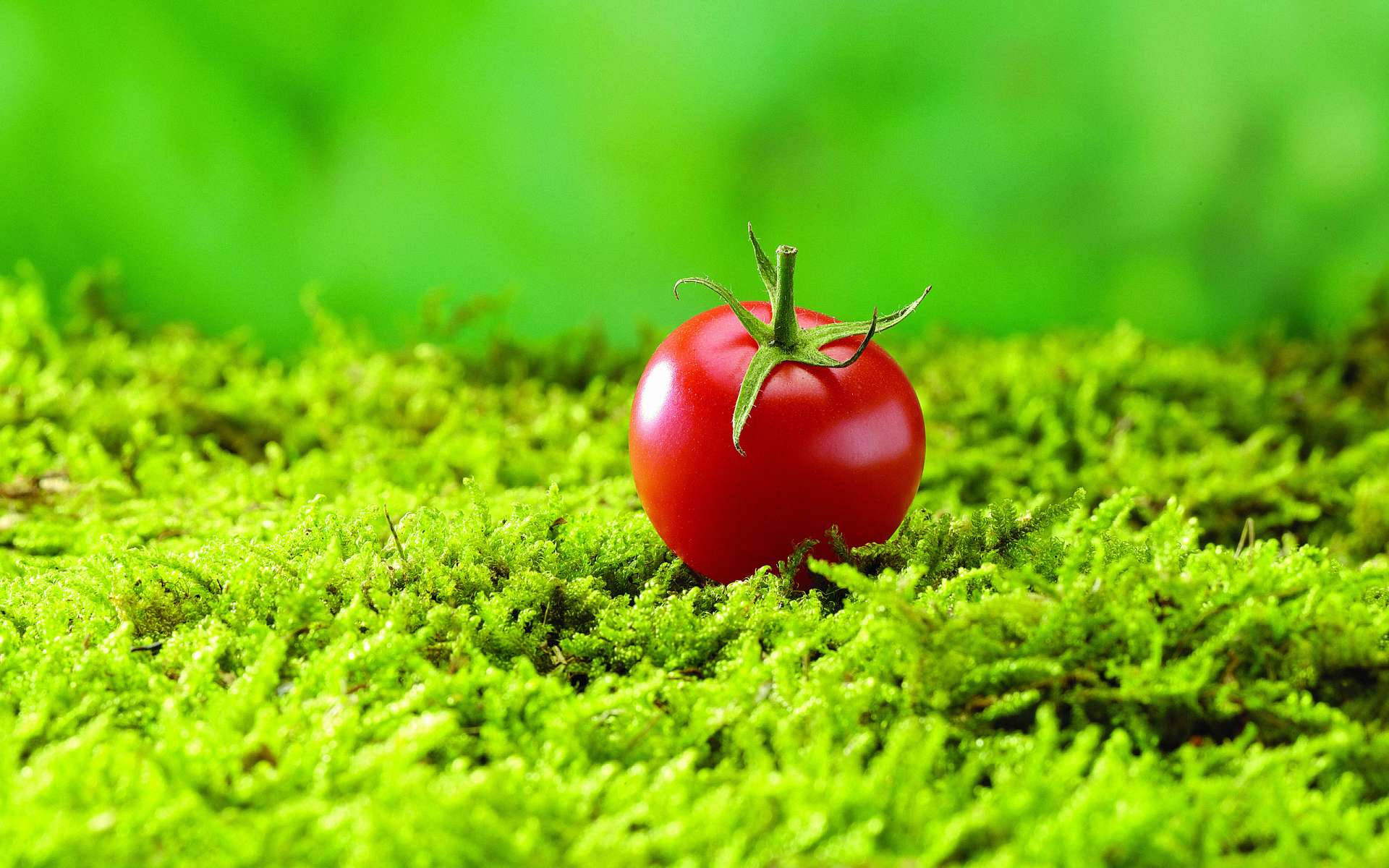 plump red cherry tomato fruit, ripe red tomato, vibrant green moss, Full HD Desktop Wallpaper