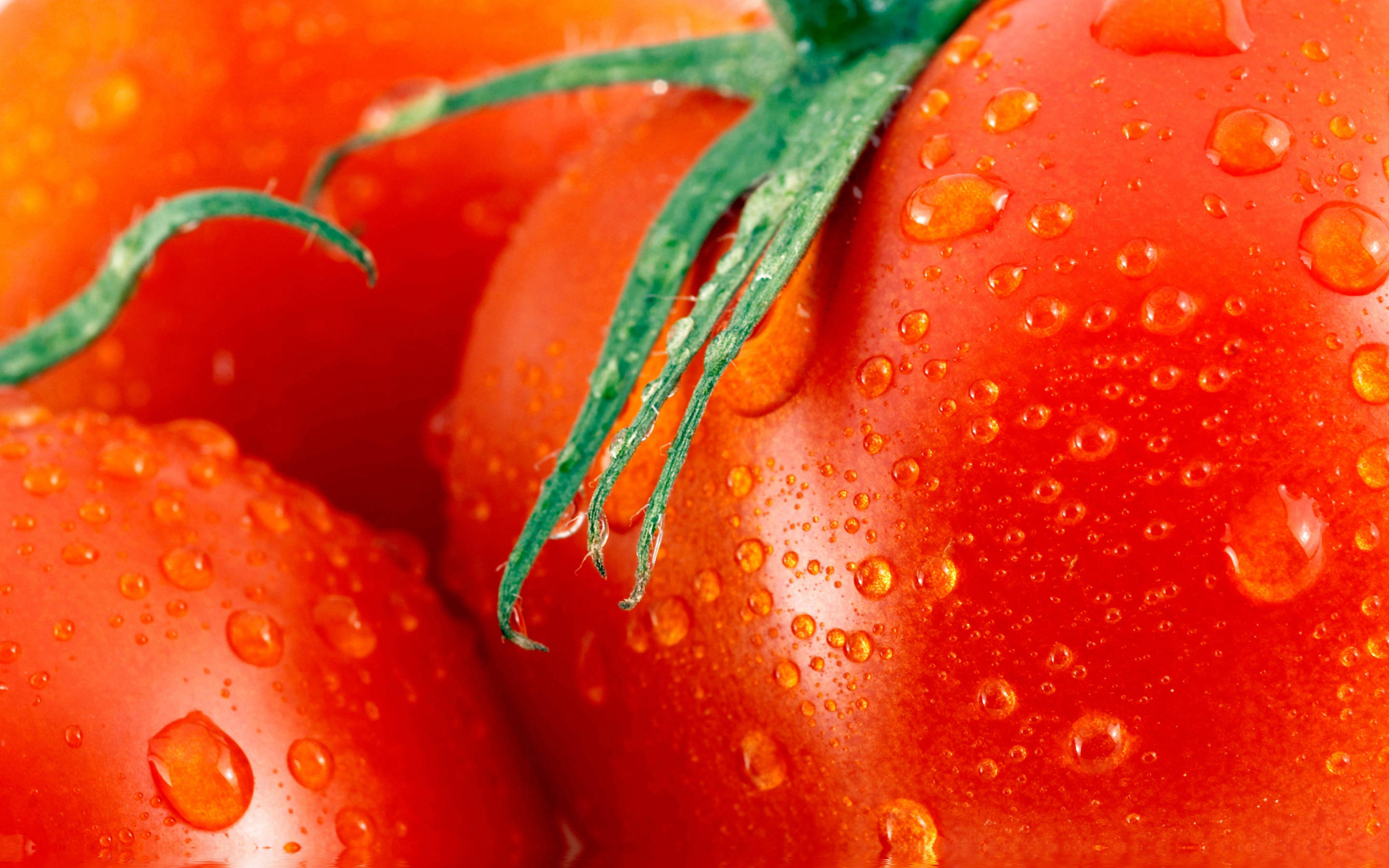 tomato, red, dew drops, 2K Desktop Wallpaper
