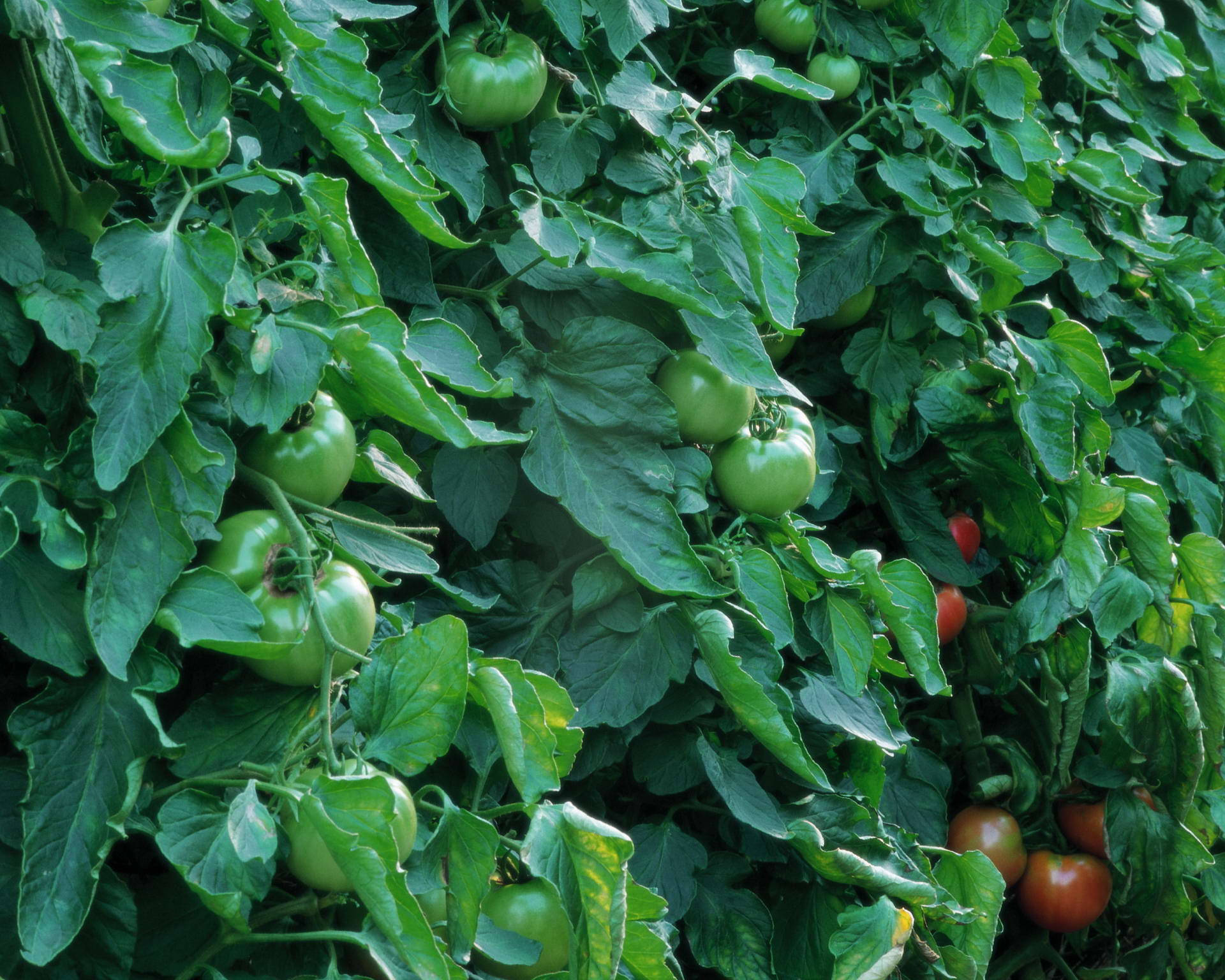 unripe tomato fruits, ripening red fruit, tomato vines, Full HD Desktop Wallpaper
