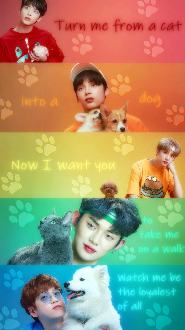 Tomorrow X Together, cat, dog, SD Phone Wallpaper
