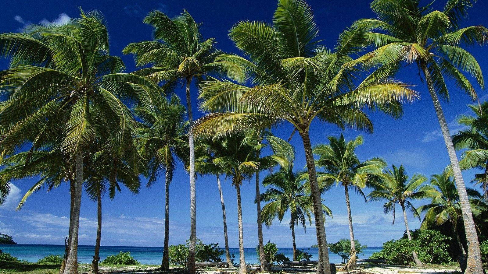 Tonga, palm trees, vibrant blue sky, HD Desktop Wallpaper