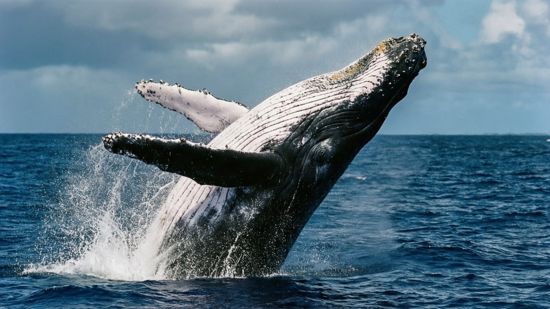 whale, humpback whale, breaching, Full HD Desktop Wallpaper