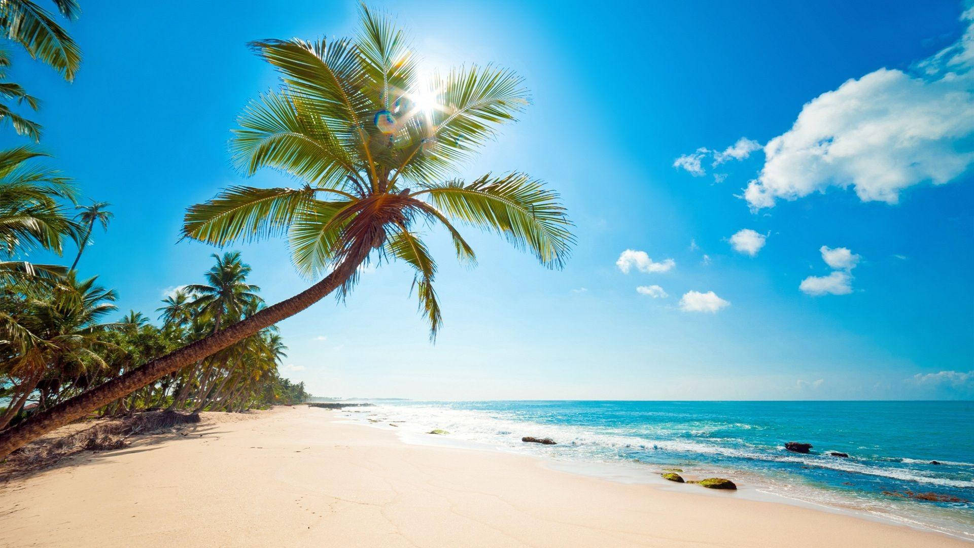 leaning palm tree, Tonga Beach, vibrant tropical beach, Full HD Desktop Wallpaper