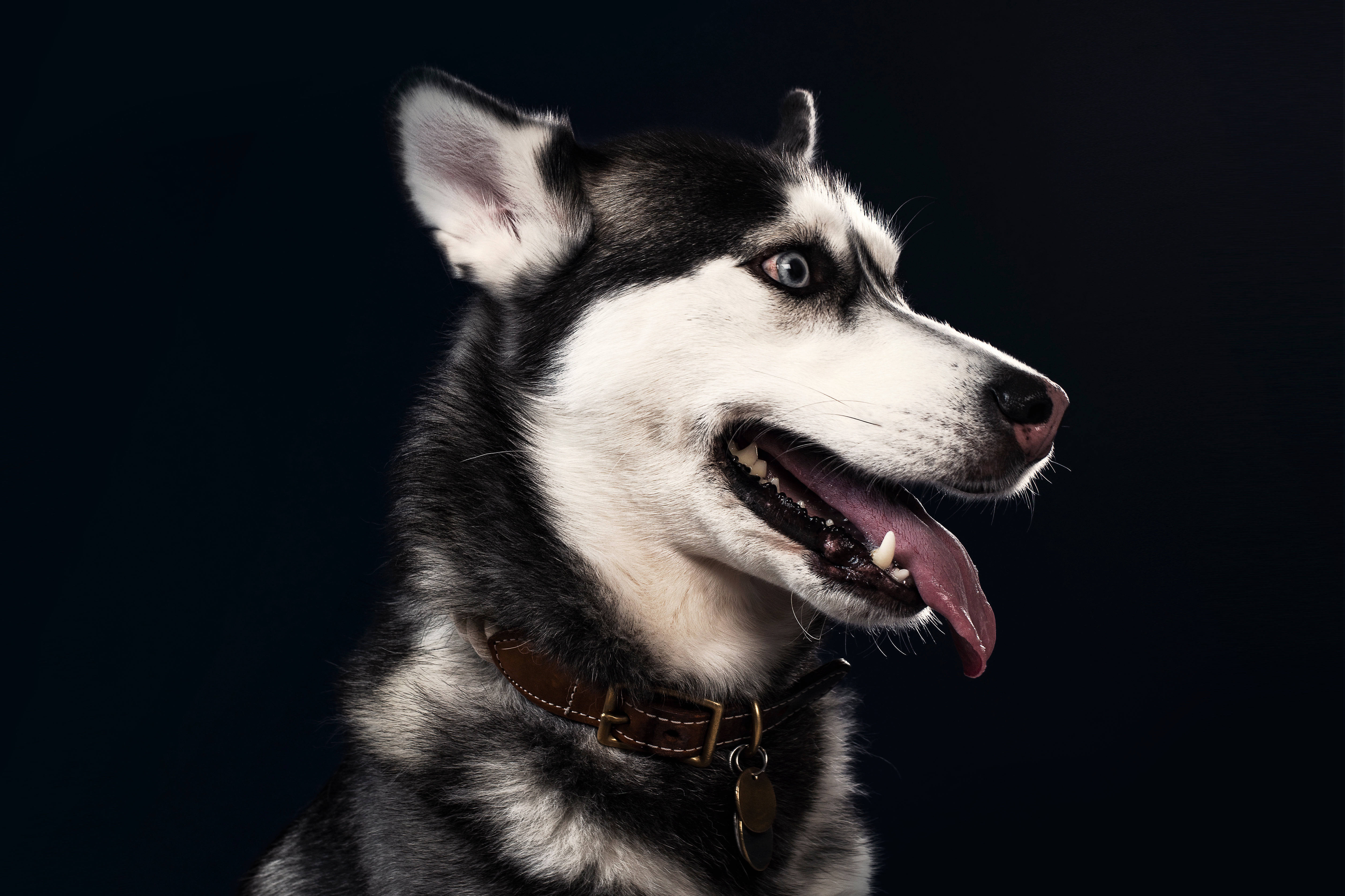 husky, pink tongue, black and white, 5K Desktop Wallpaper