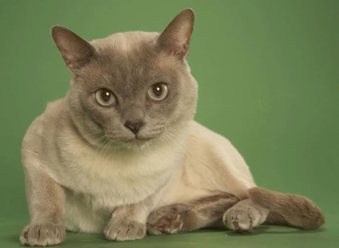 Tonkinese