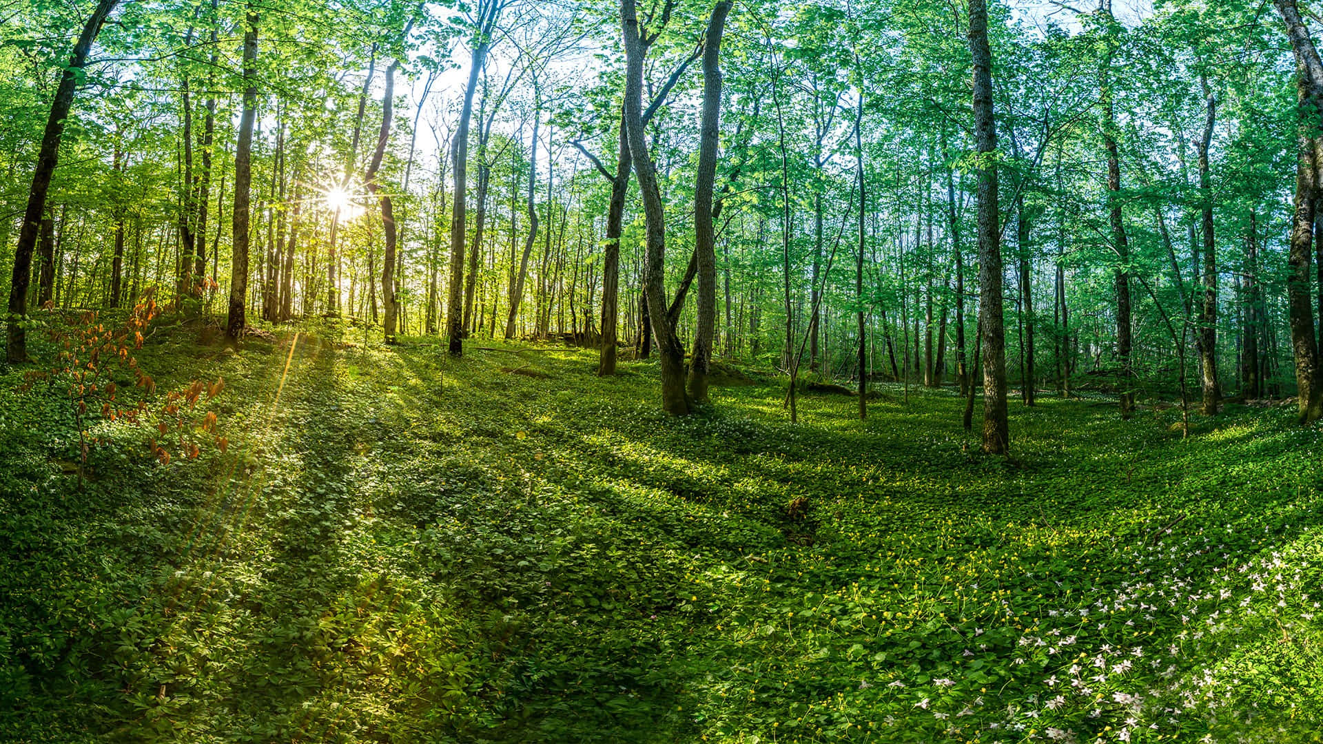 sunrise, green forest, tall trees, Full HD Desktop Wallpaper