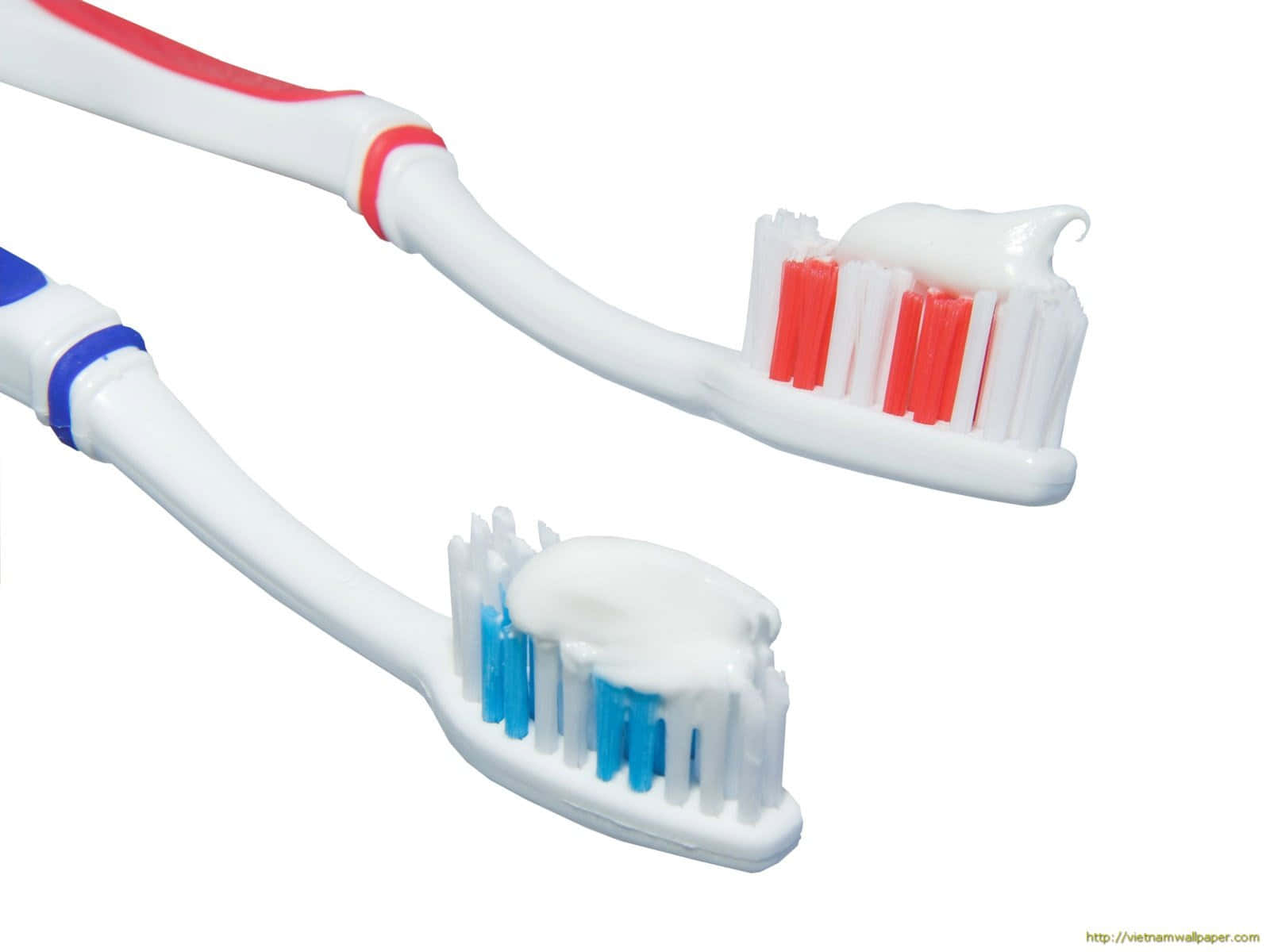 toothbrushes, red bristles, blue bristles, HD Desktop Wallpaper
