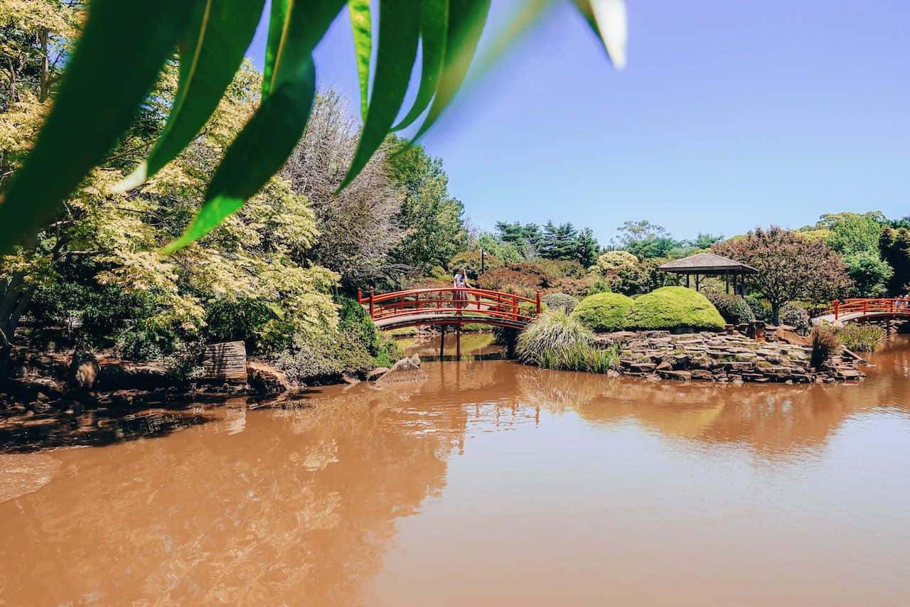 Toowoomba, botanical twilight, red wooden bridge, HD Desktop Wallpaper
