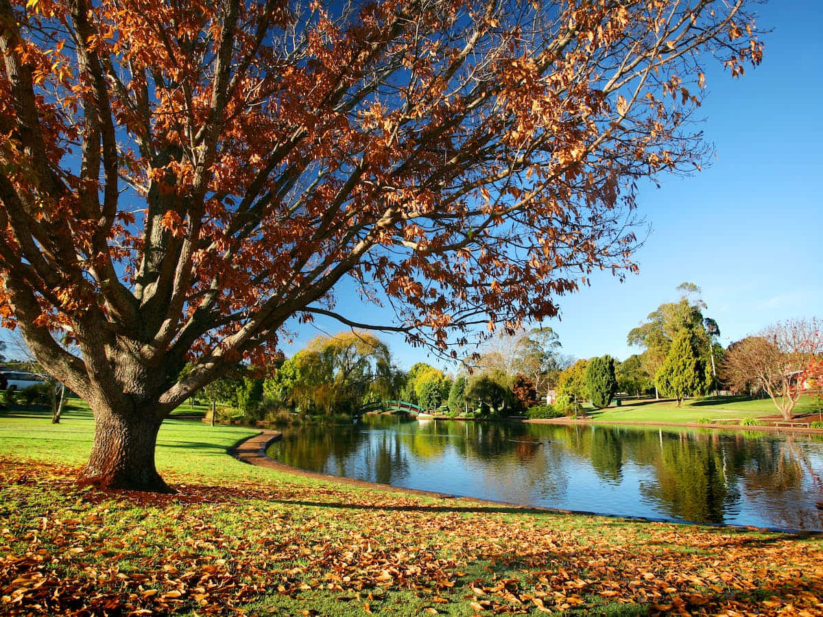 Toowoomba, sunset, autumn tree, SD Desktop Wallpaper