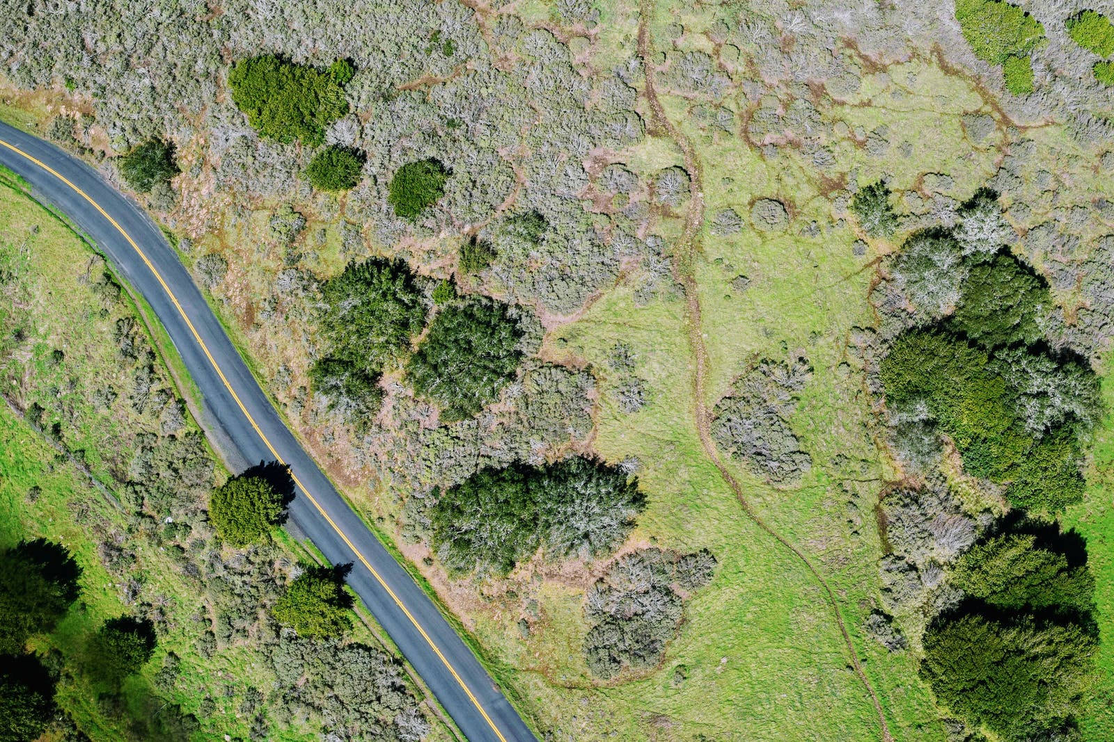country road, asphalt road, green and gray shrubland, HD Desktop Wallpaper