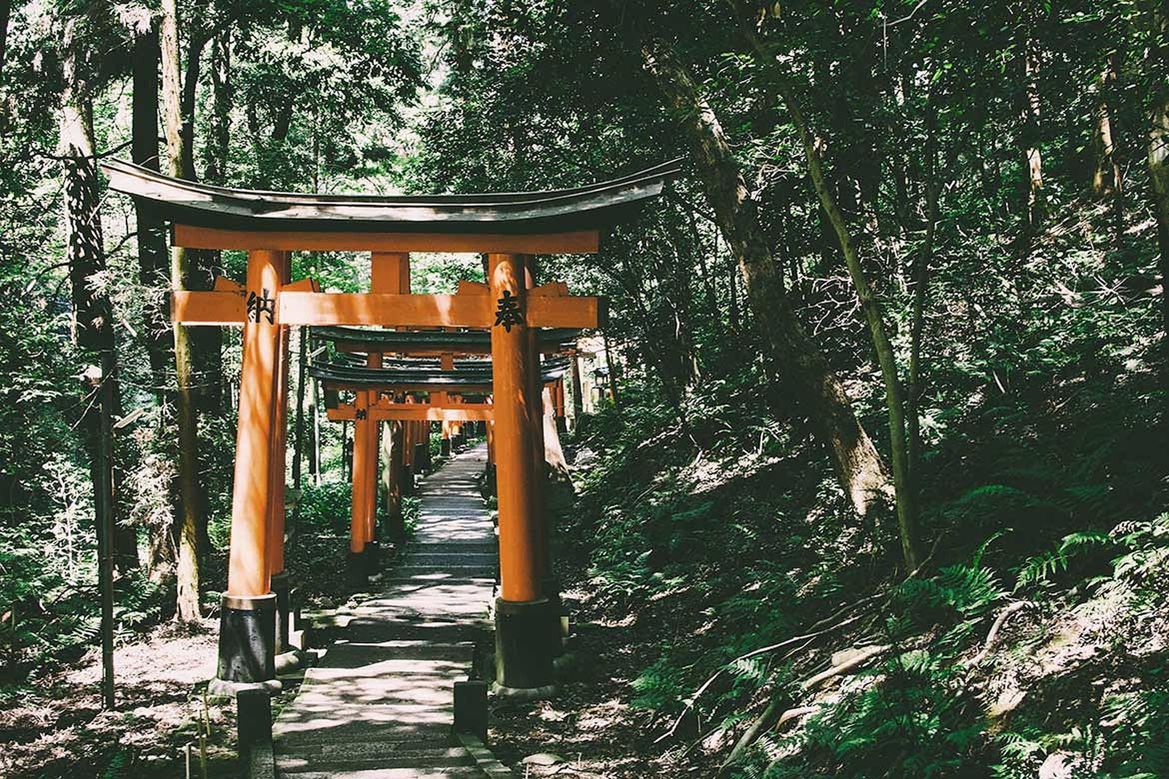 torii gate, forest, vibrant orange, Full HD Desktop Wallpaper
