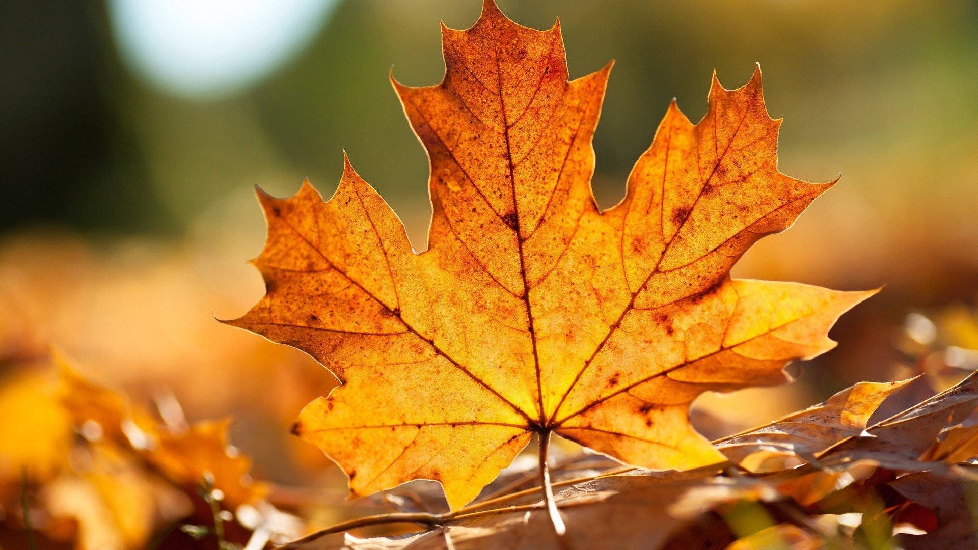 Toronto Maple Leafs, orange maple leaf, autumn leaves, Full HD Desktop Wallpaper