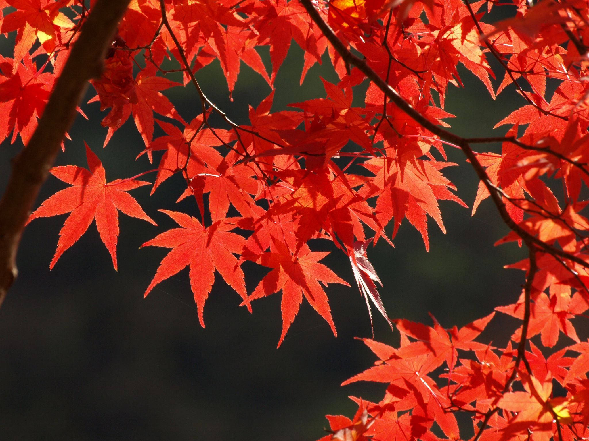Toronto Maple Leafs, red, maple leaves, Full HD Desktop Wallpaper