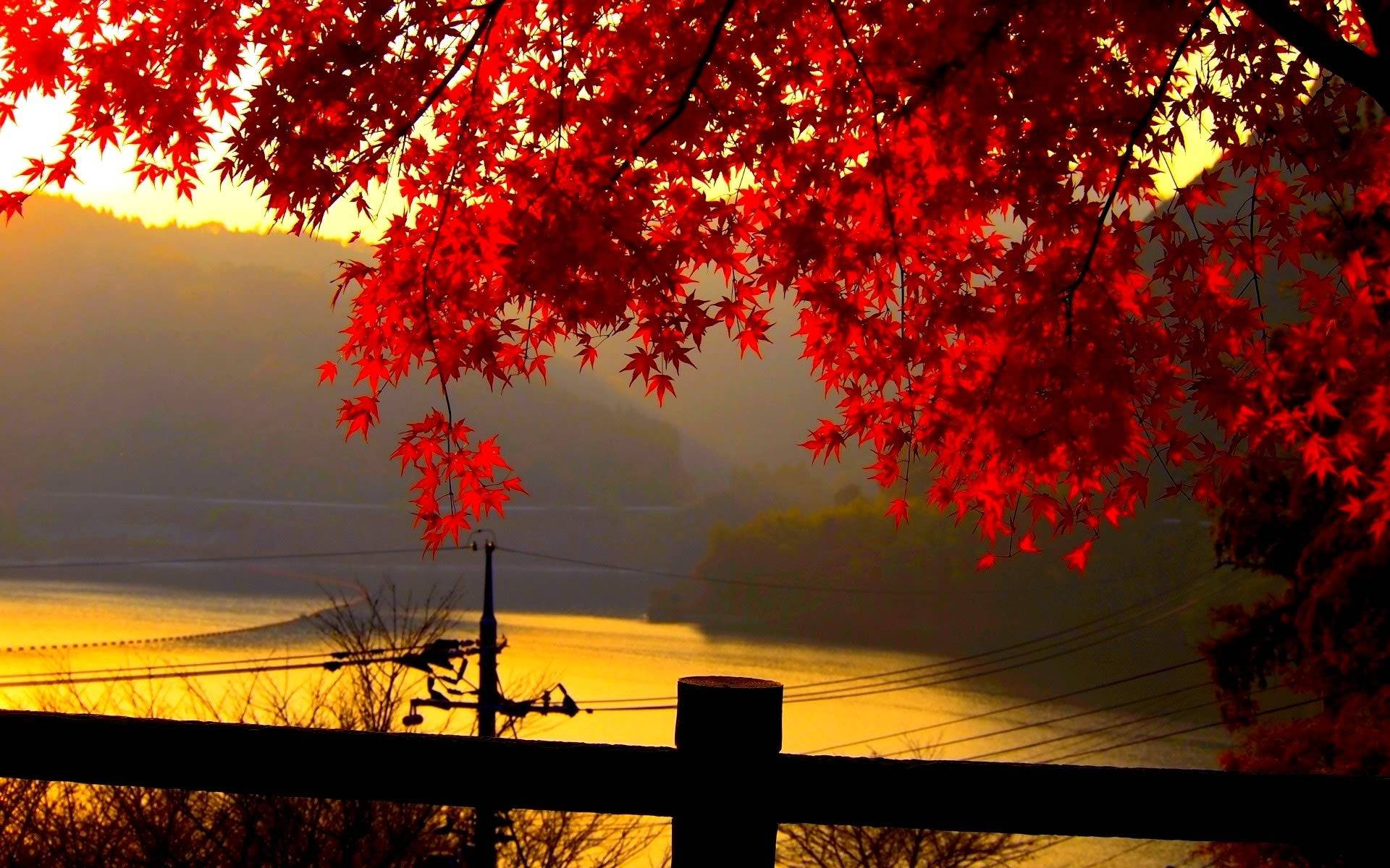 Toronto Maple Leafs, red maple leaves, golden sunset, Full HD Desktop Wallpaper