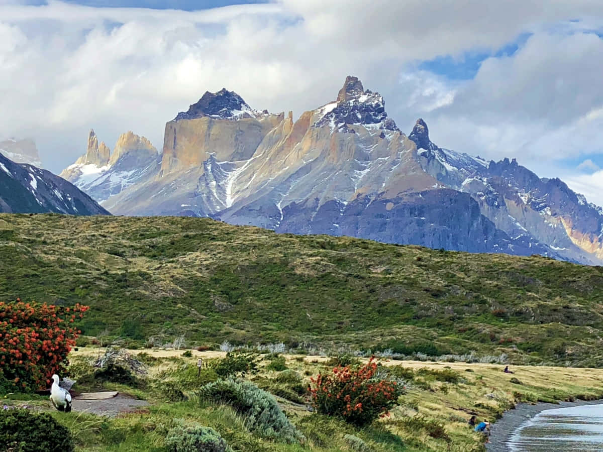 Torres Del Paine National Park, snow-capped peaks, grassy valley, SD Desktop Wallpaper