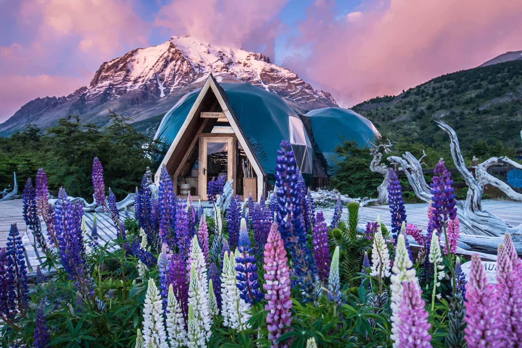 Torres Del Paine, lupine flowers, geodesic dome cabin, HD Desktop Wallpaper