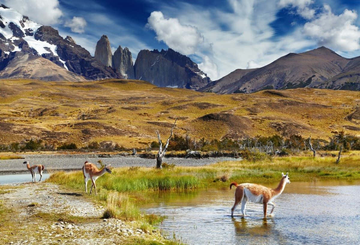 Torres Del Paine, guanacos, snowcapped mountains, SD Desktop Wallpaper
