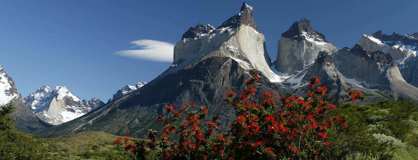Torres Del Paine, summer bloom, vibrant red flowers, HD Desktop Wallpaper
