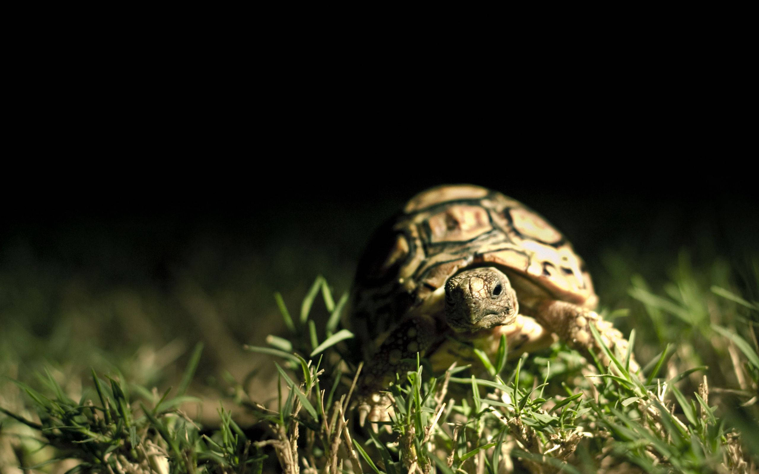 Tortoise, patterned shell, grass, 2K Desktop Wallpaper