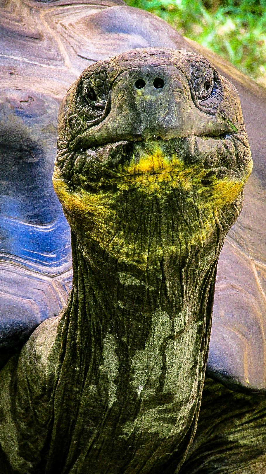 wrinkly tortoise, giant tortoise, greenish-brown skin, HD Phone Wallpaper