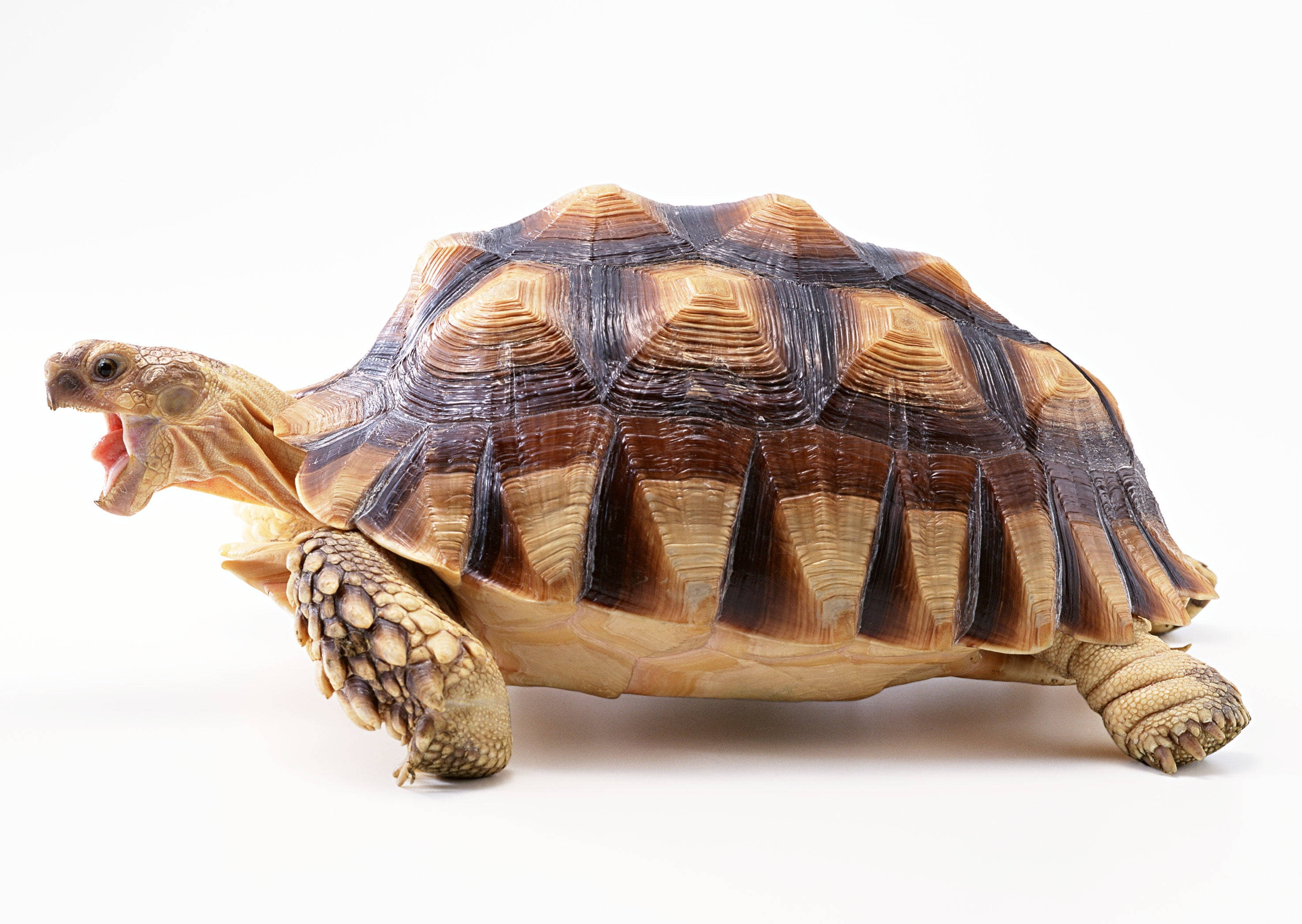 tortoise, patterned shell, yawning, 2K Desktop Wallpaper