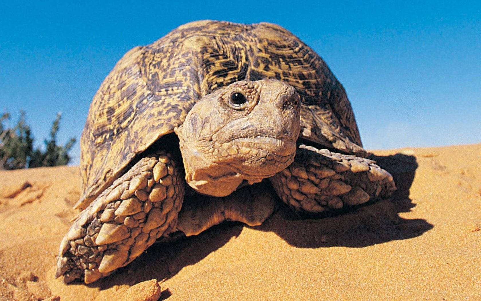 leopard tortoise, golden sand, clear blue sky, HD Desktop Wallpaper