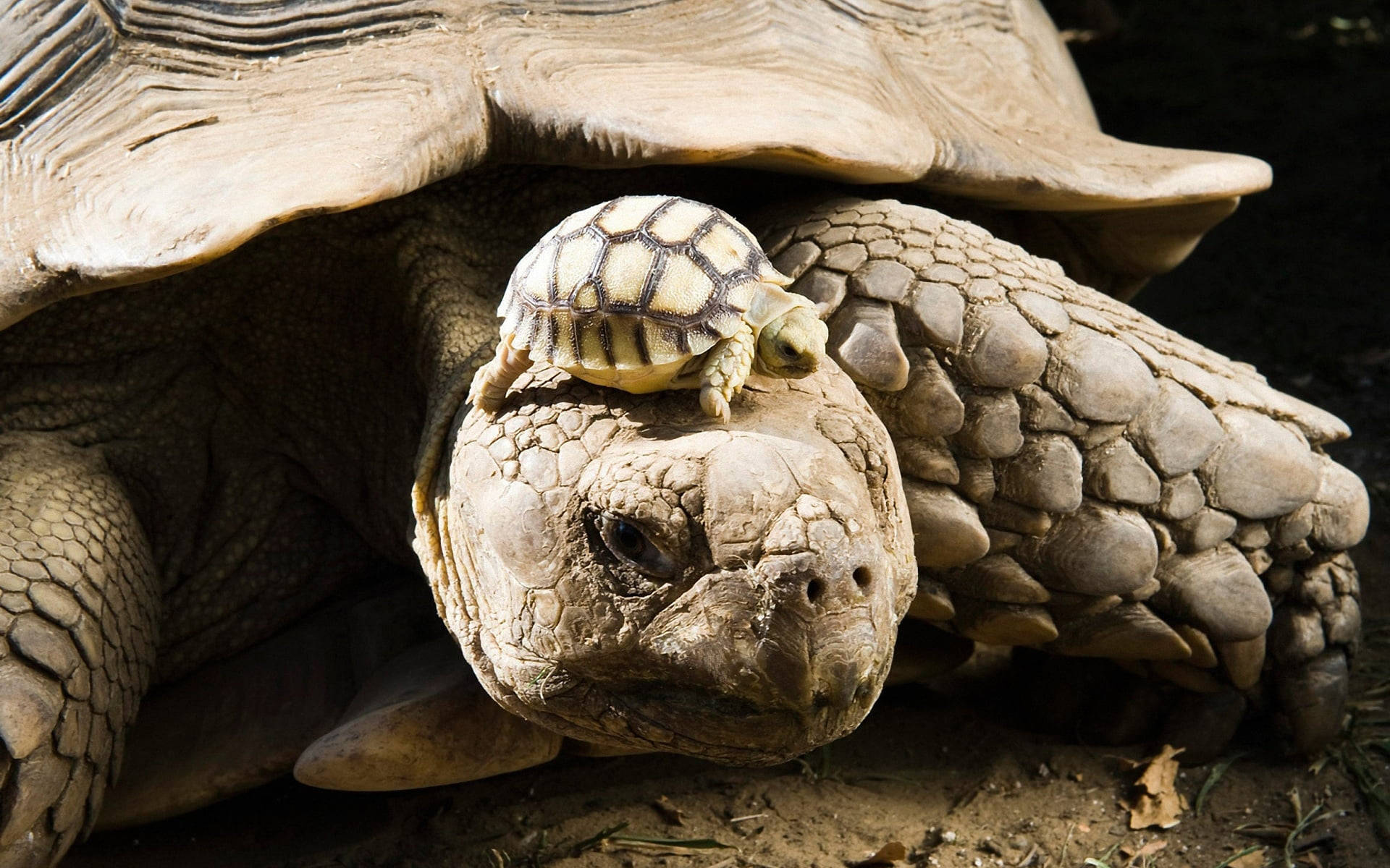 baby tortoise, African spurred tortoise, weathered head, Full HD Desktop Wallpaper