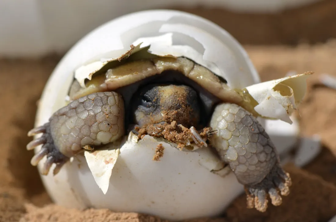 Tortoise